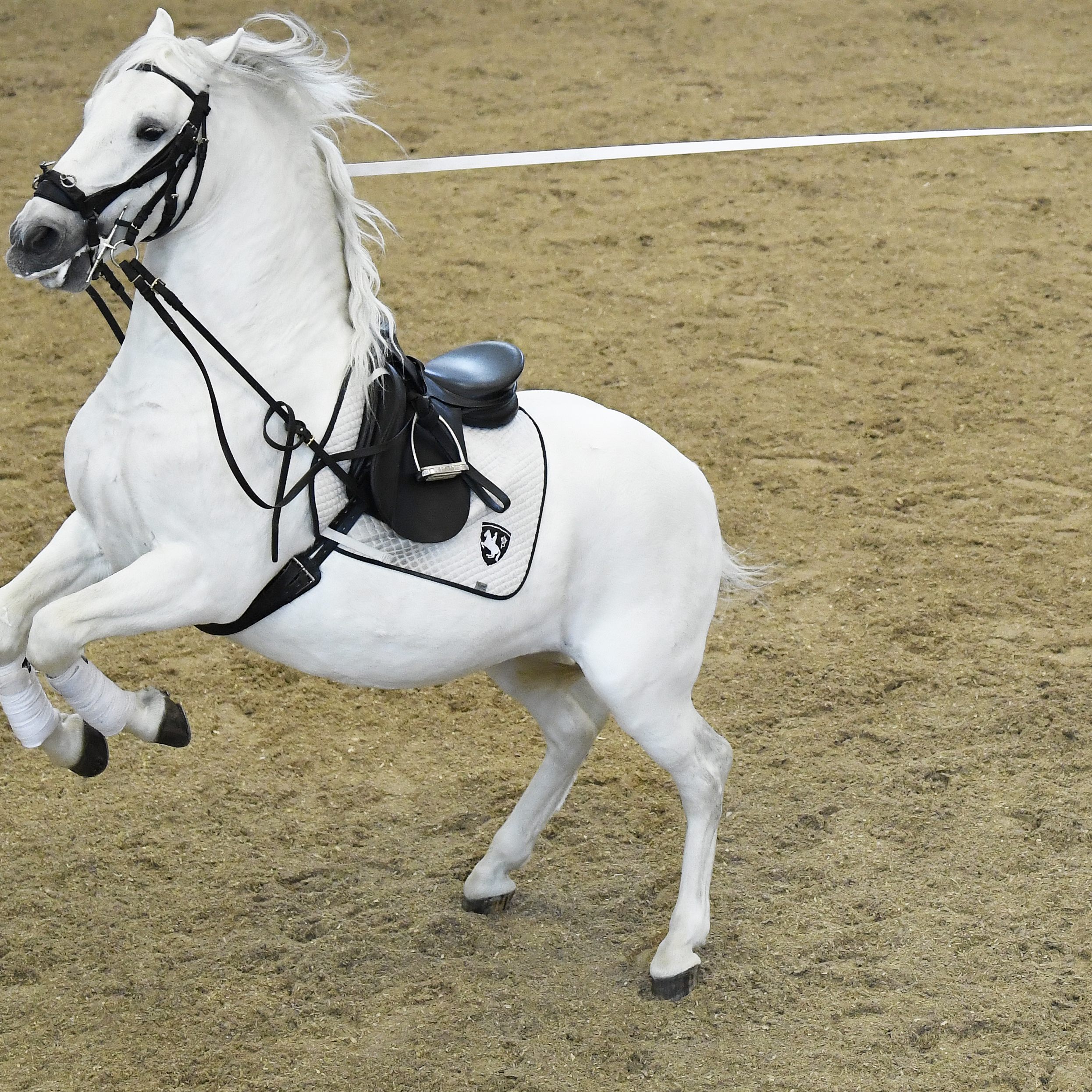Die Spanische Hofreitschule in Wien kaufte den Hengst "Maestoso Fantasca-67" zurück.