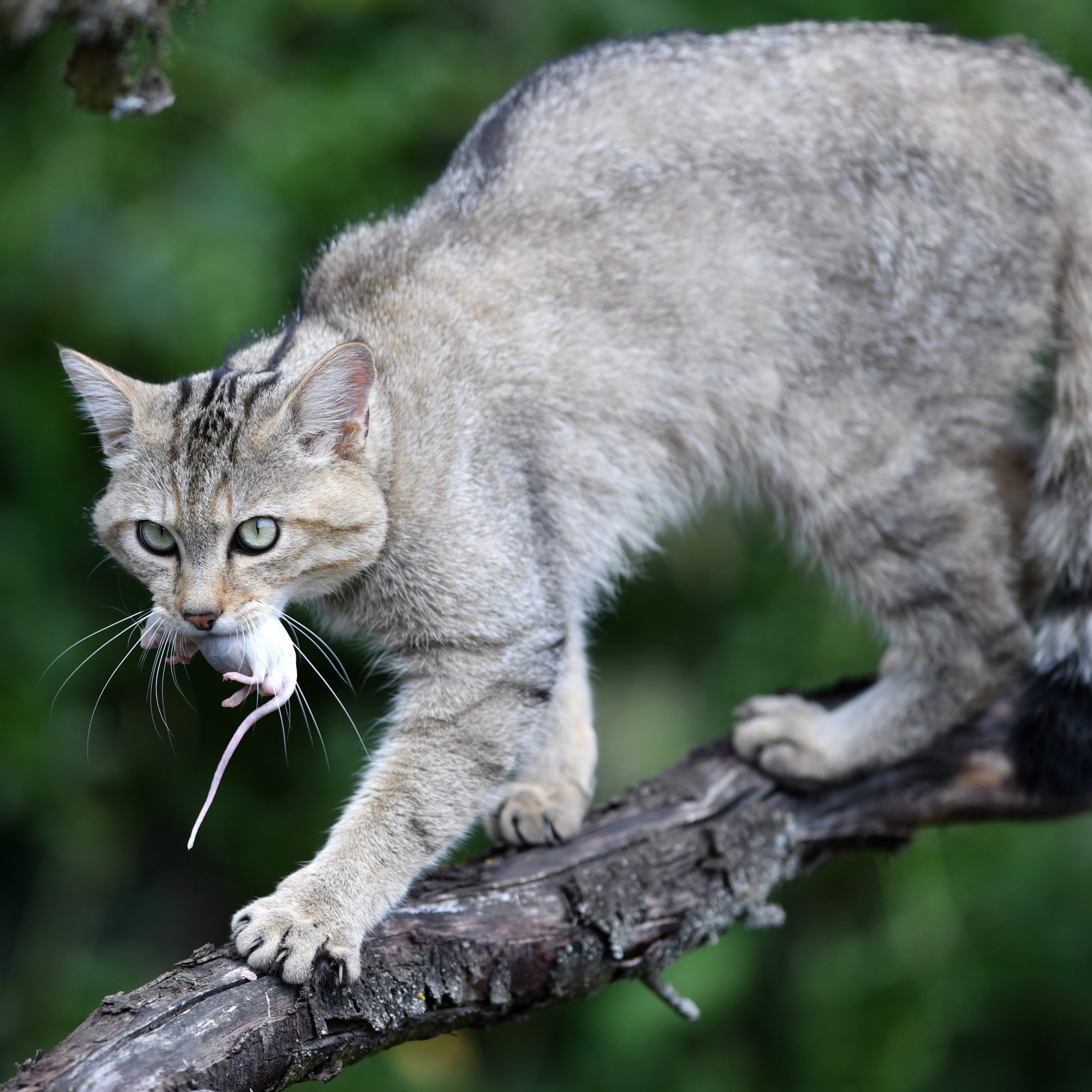 In der Wachau in Niederösterreich gibt es Nachweise auf eine eigenständige Wildkatzen-Population.