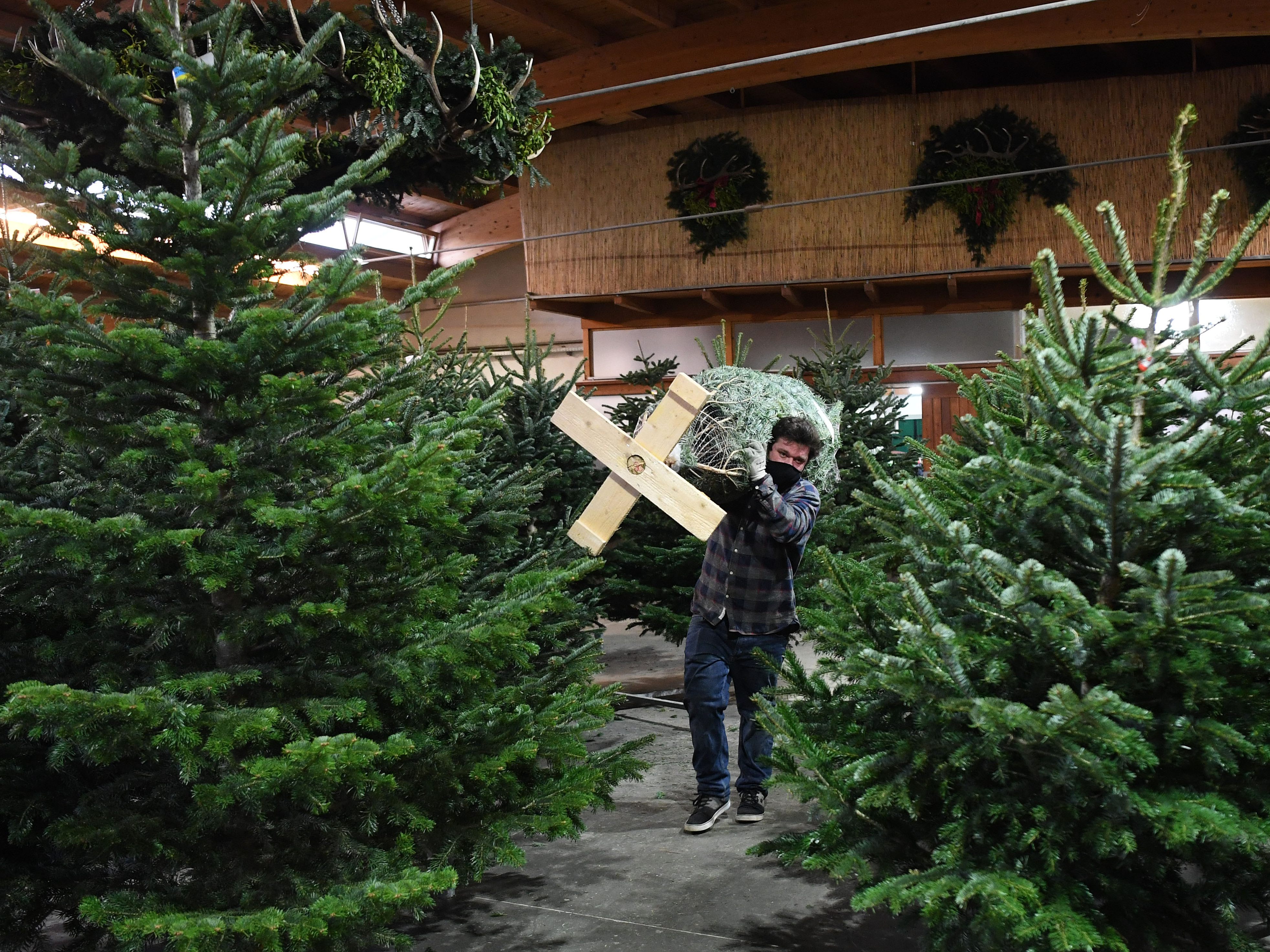 Christbaumverkauf in Wien und Niederösterreich startet am Montag.