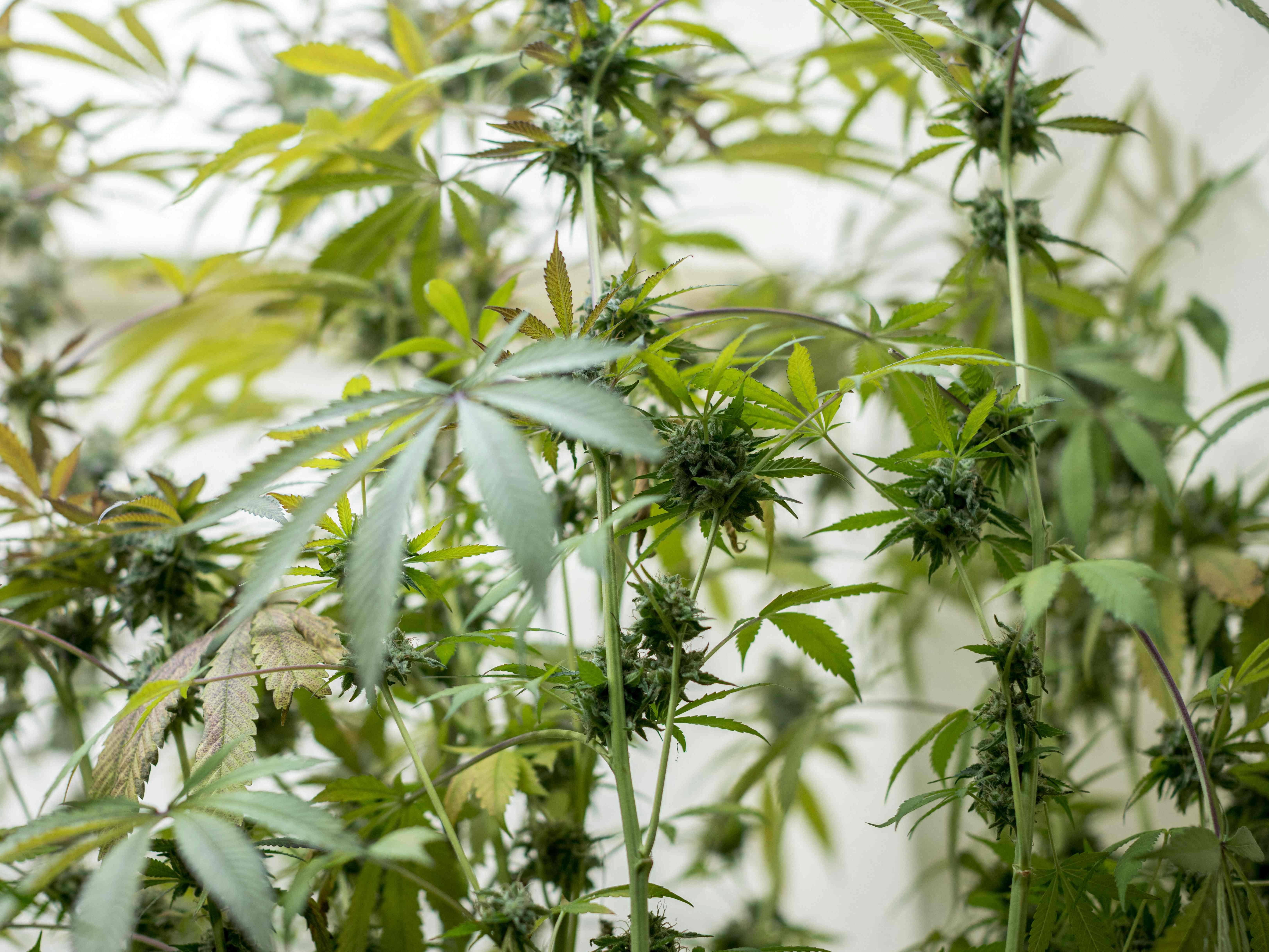 Bei einer Hausdurchsuchung bei zwei Männern im Bezirk Gänserndorf fand die Polizei Cannabis und mehrere Waffen. Bei einer Hausdurchsuchung bei zwei Männern im Bezirk Gänserndorf fand die Polizei Cannabis und mehrere Waffen.
