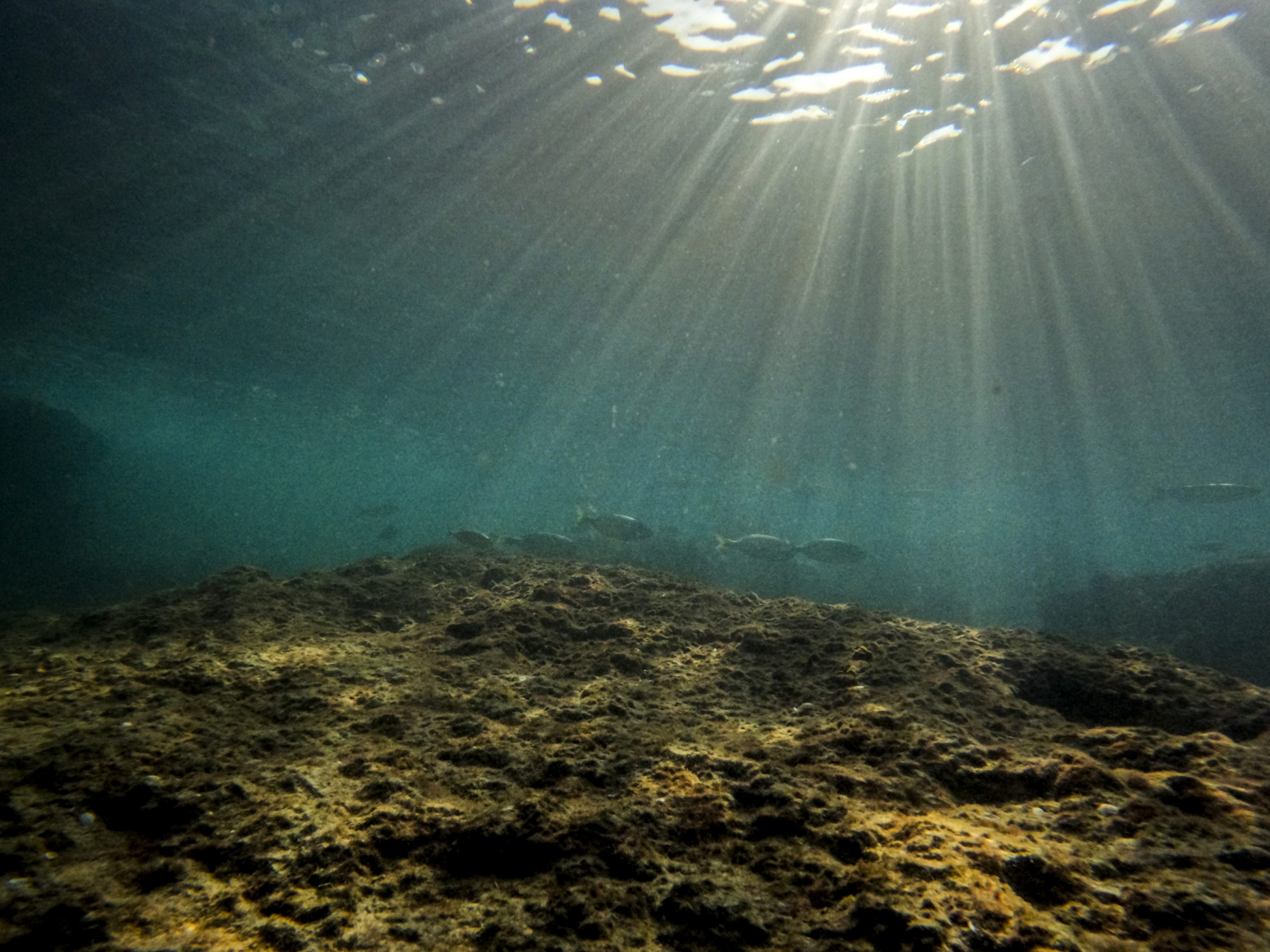 Tausendfüßer-Verwandte mit Länge von bis zu zwei Metern sollen vor mehr als 400 Millionen Jahren Meere bewohnt haben. Tausendfüßer-Verwandte mit Länge von bis zu zwei Metern sollen vor mehr als 400 Millionen Jahren Meere bewohnt haben.