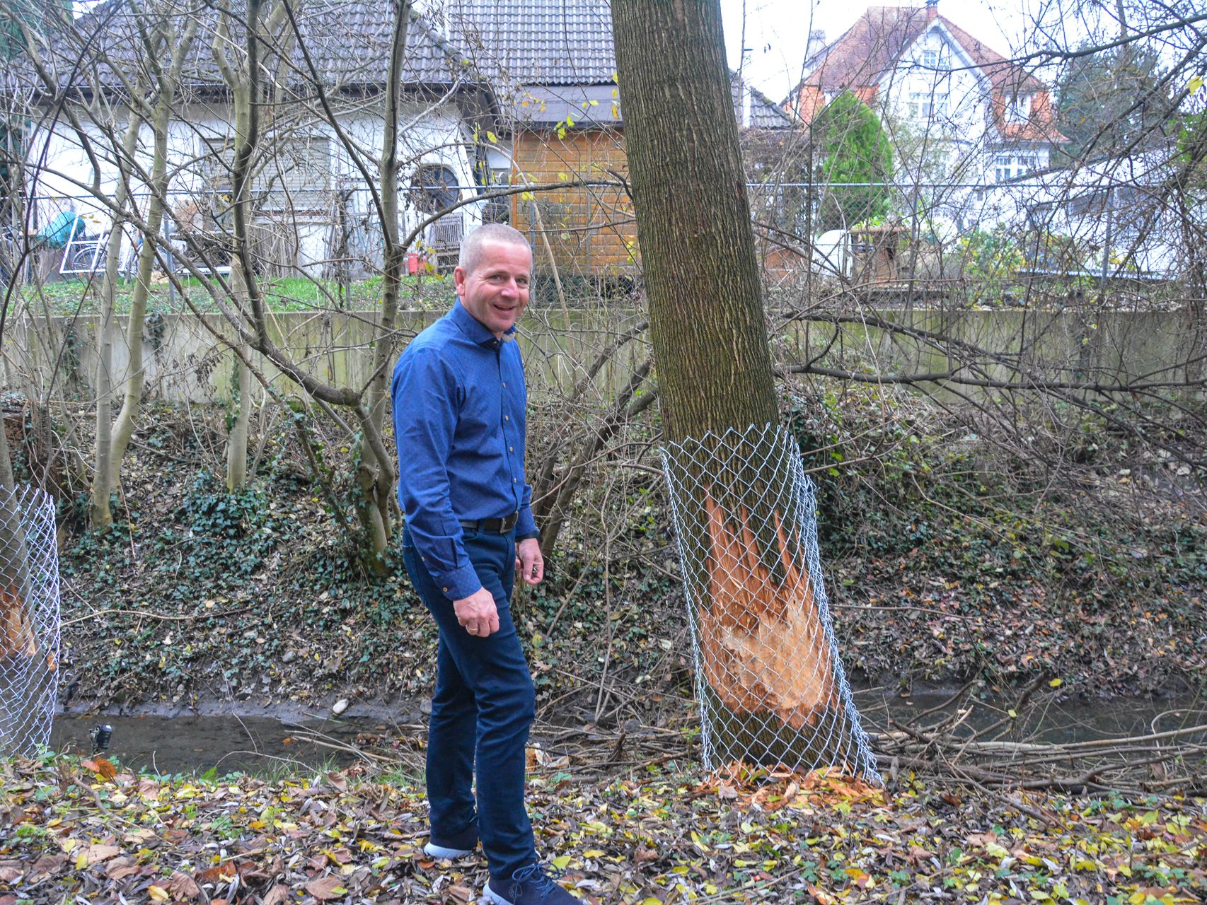 Ein Biber nagte an den Bäumen der Mittelschule Hasenfeld. Ein Biber nagte an den Bäumen der Mittelschule Hasenfeld.
