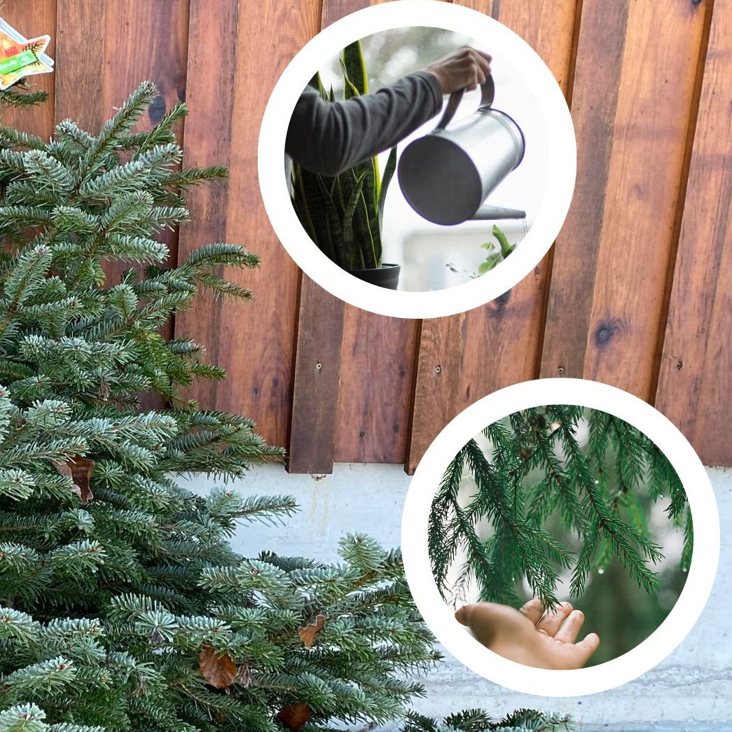 Wie bleibt der Christbaum heuer möglichst lange schön?