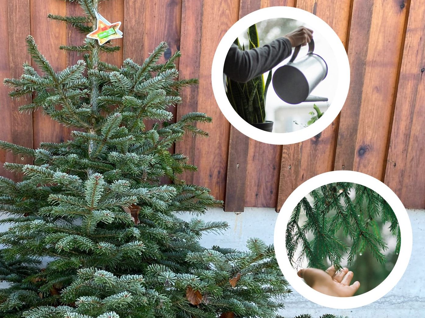 Wie bleibt der Christbaum heuer möglichst lange schön? Wie bleibt der Christbaum heuer möglichst lange schön?