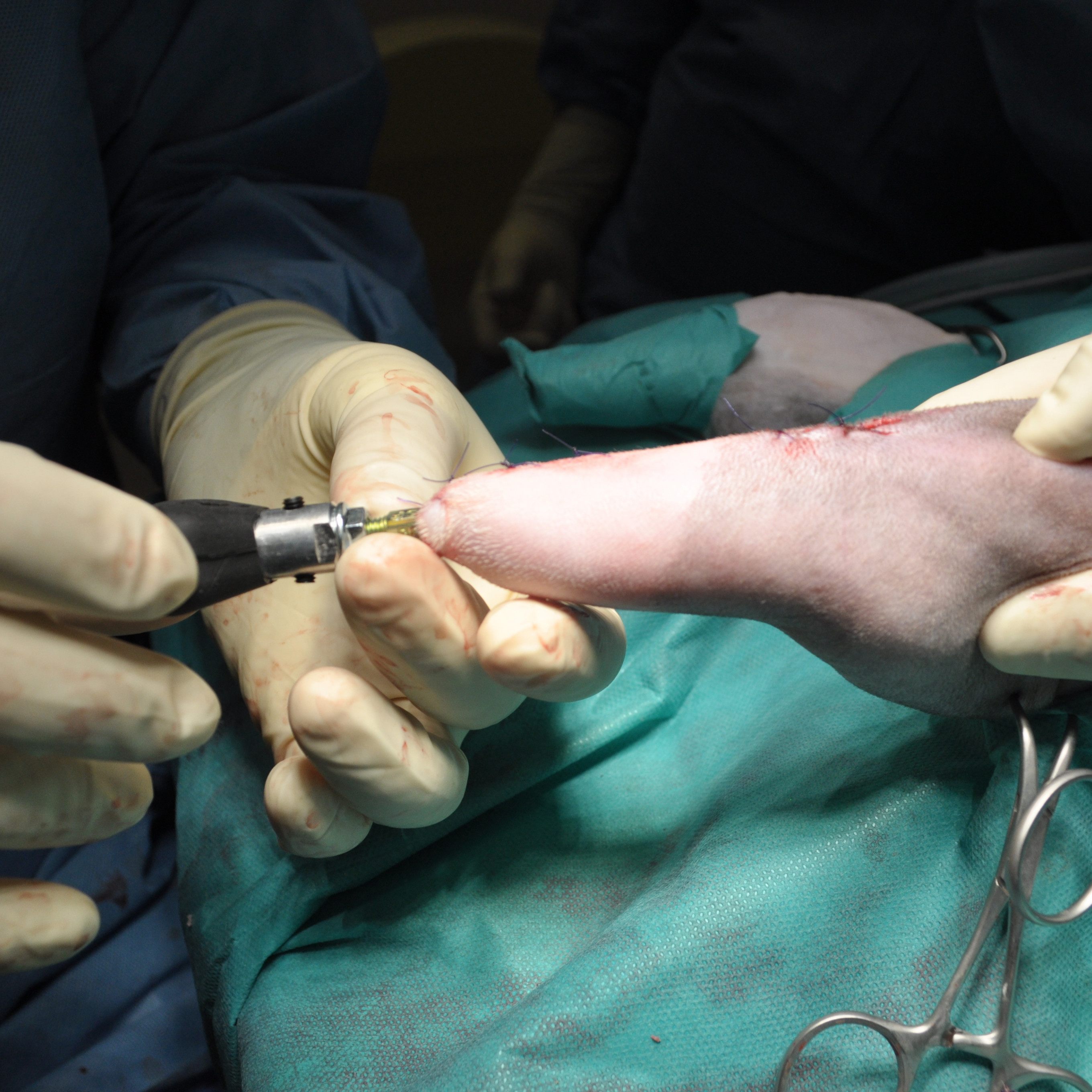 Kater darf sich über Hinterbeine aus 3D-Drucker freuen.