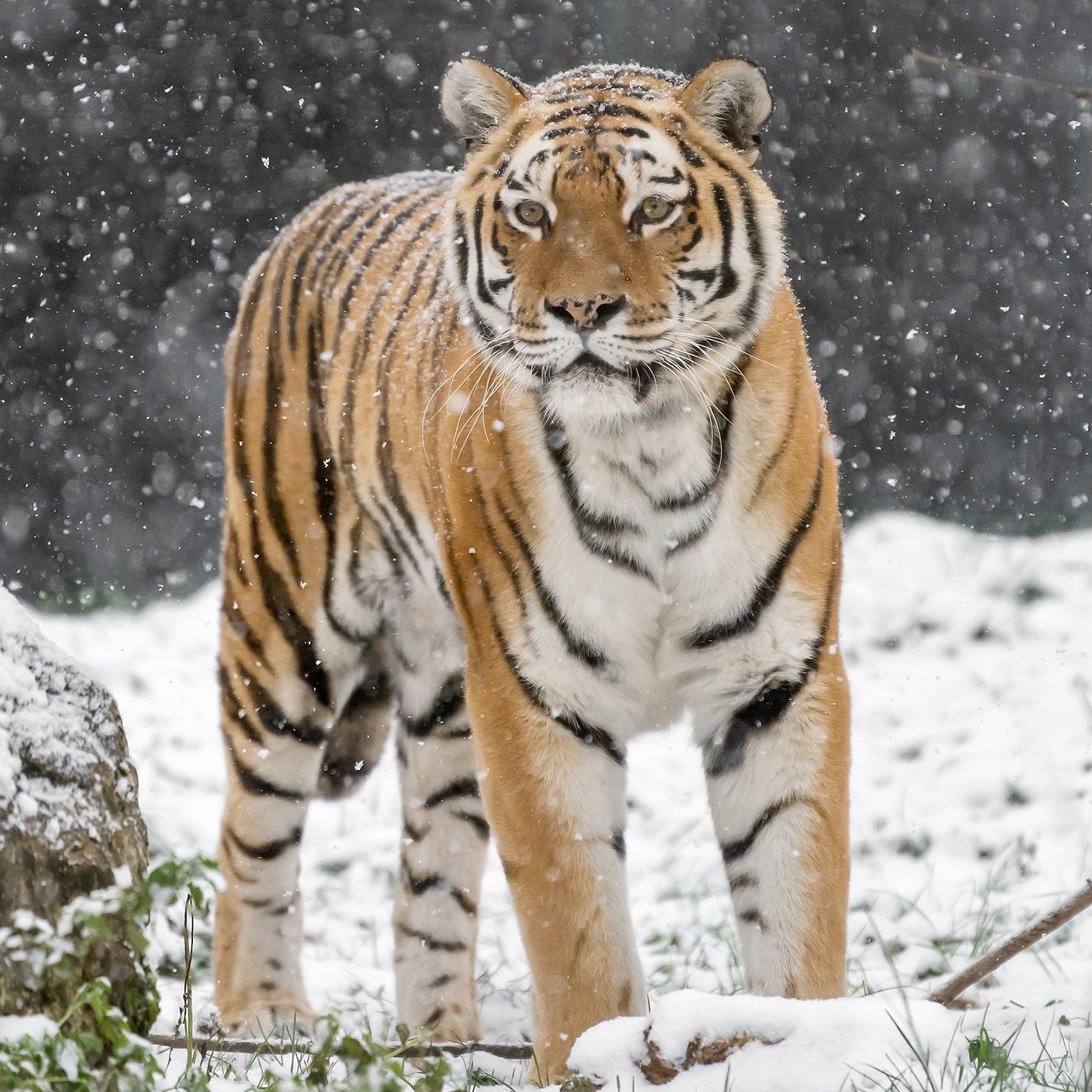 Die sibirischen Tiger im Wiener Tiergarten Schönbrunn genießen den Schnee.
