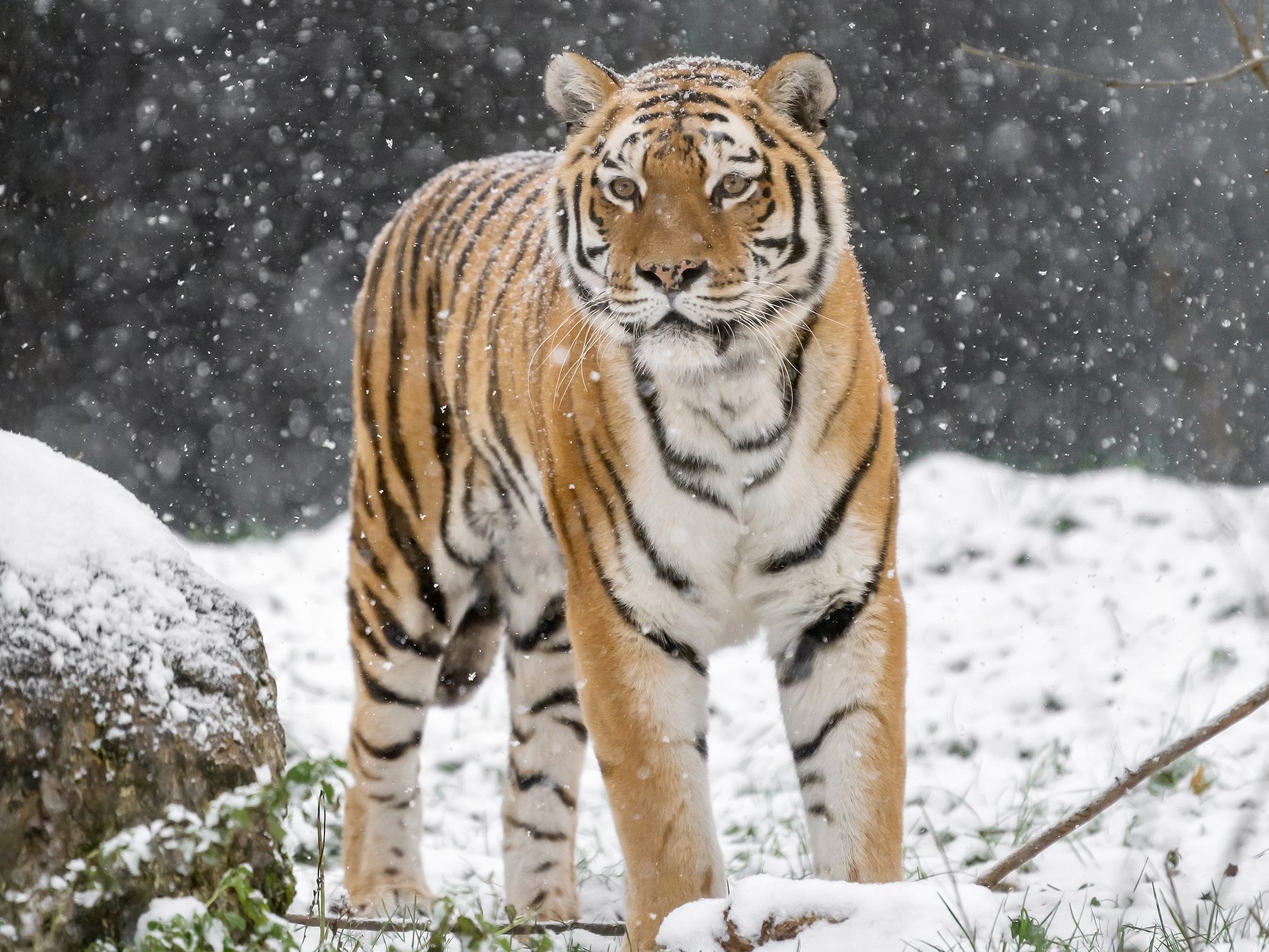 Die sibirischen Tiger im Wiener Tiergarten Schönbrunn genießen den Schnee.