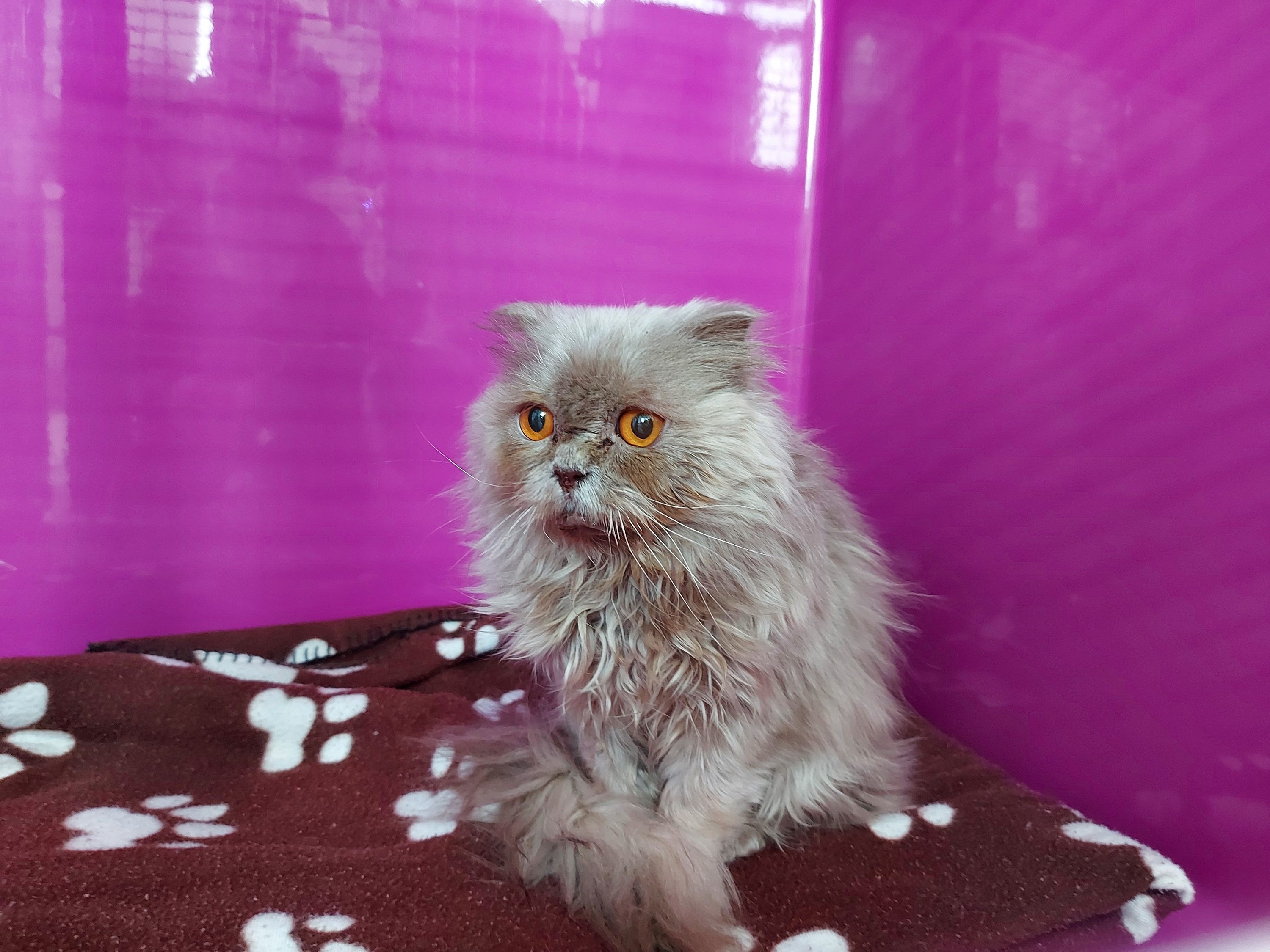 Die Tierschutzombudsstelle Vorarlberg warnt vor unseriösen Online-Angeboten von Hunde- und Katzenwelpen wie der Qualzucht Scottish-Fold.