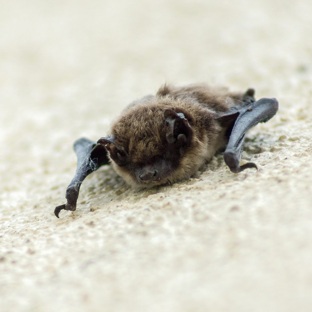In Texas retteten Tierschützer hunderte Bulldoggfledermäuse.