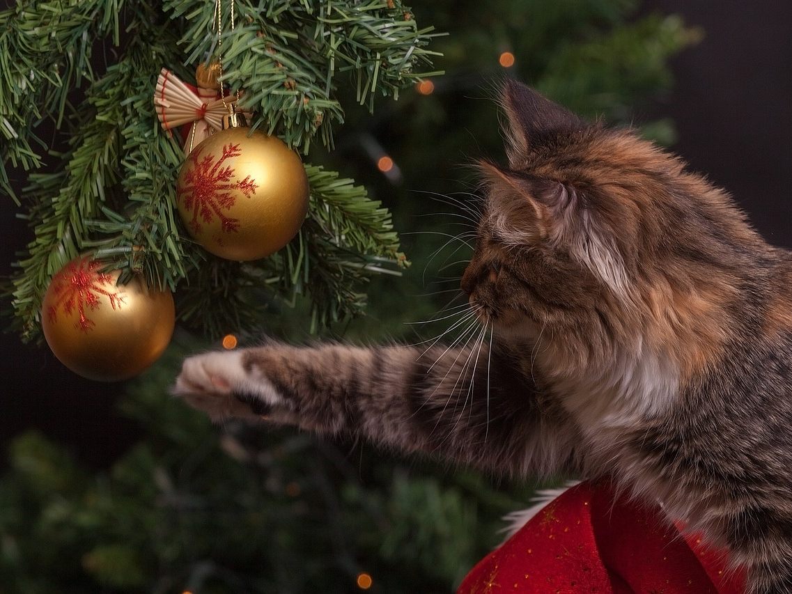 Weihnachts-Deko: Christbaum und Adventkranz für 57 Prozent Pflicht.