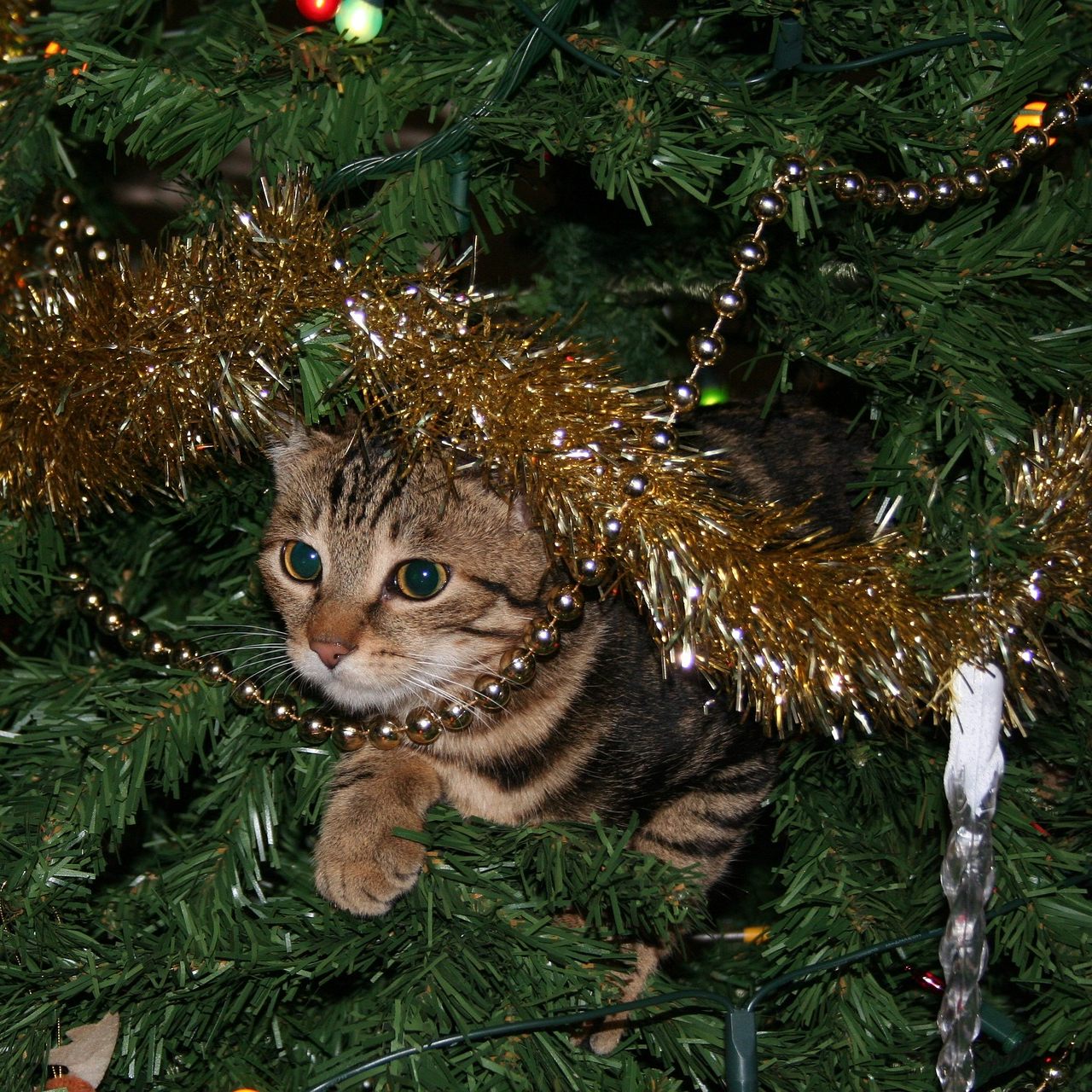 Mit ein paar einfachen Tricks wird der Christbaum für Katzen uninteressant.