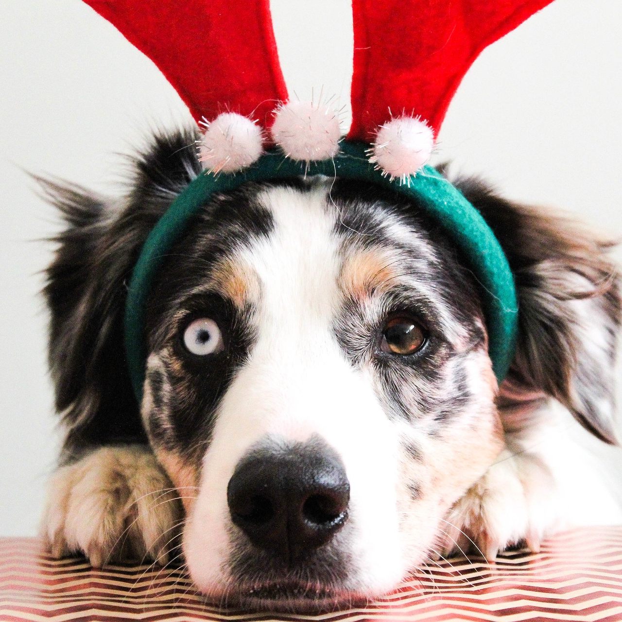 Hunde sind kein Weihnachtsgeschenk.