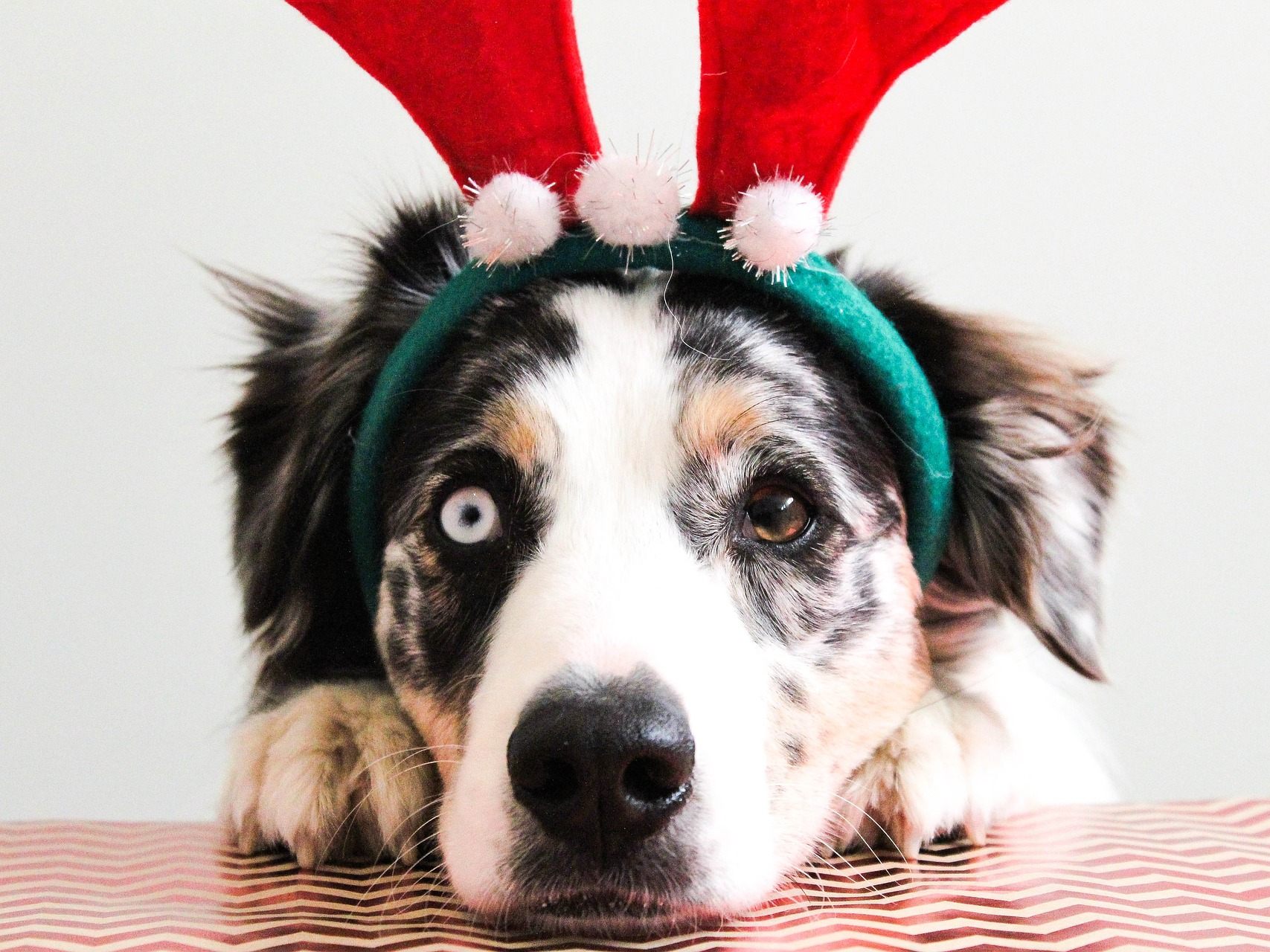 Hunde sind kein Weihnachtsgeschenk.