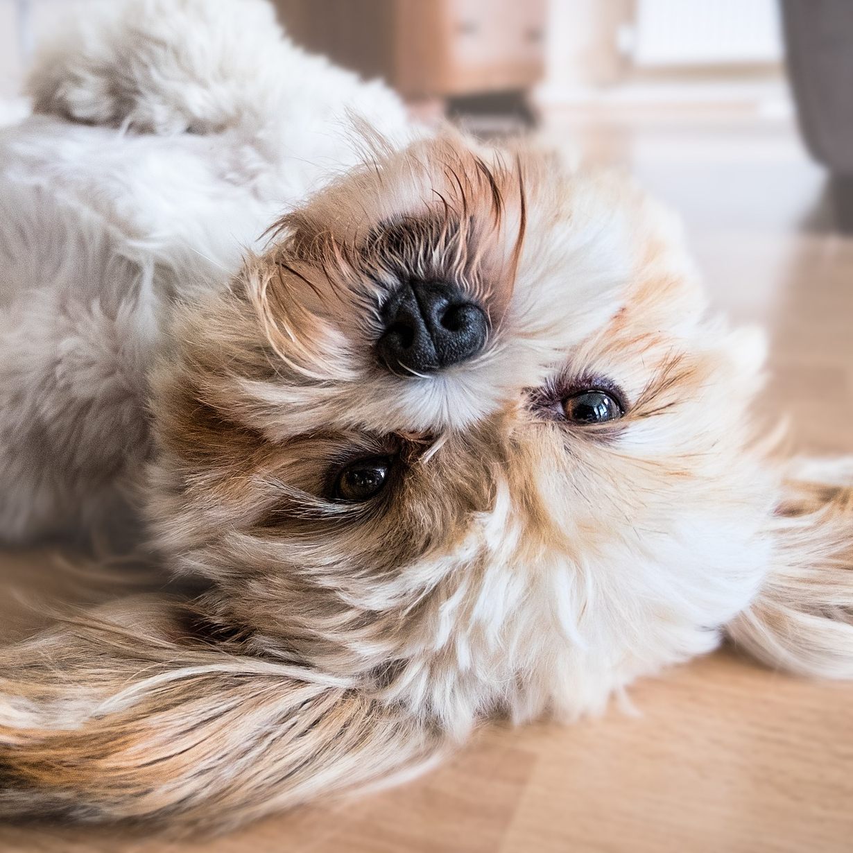 Aus diesem Grund sollte ein Hund niemals Schokolade bekommen.