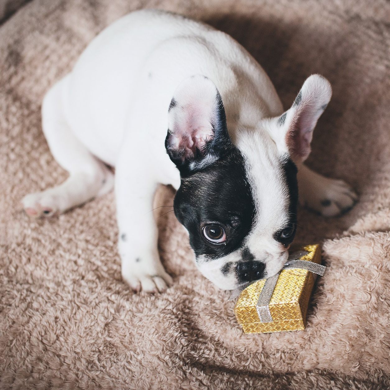 Die Wiener beschenken zu Weihnachtem nicht nur gerne Familie und Freunde, sondern auch ihre Haustiere.