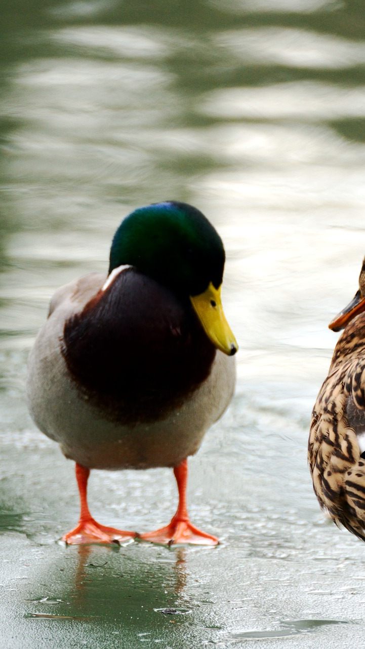 So sichern Enten im Winter ihr Überleben.