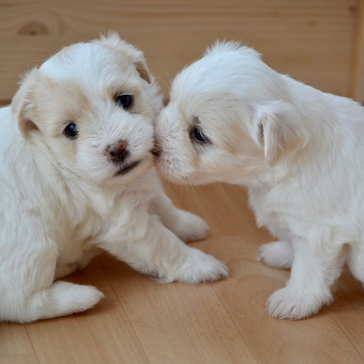 In der Corona-Pandemie nahm der illegale Welpenhandel stark zu.