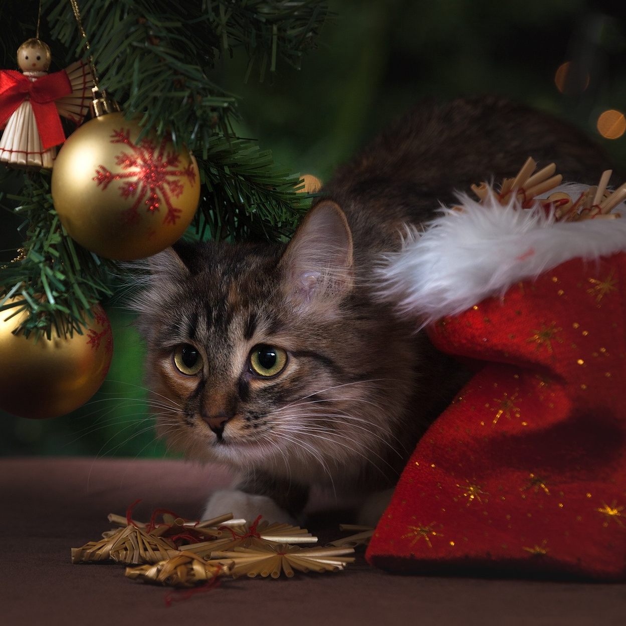 Für Haustiere können Weihnachtsdeko und Christbaumkugeln Gefahren darstellen, wenn sie verschluckt werden.