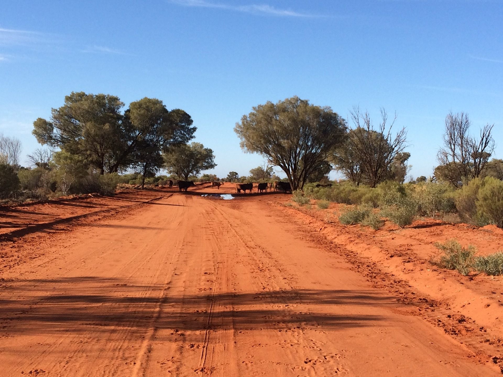 Die Kinder überlebten nach dem schweren Autounfall 55 Stunden im Outback. Die Kinder überlebten nach dem schweren Autounfall 55 Stunden im Outback.
