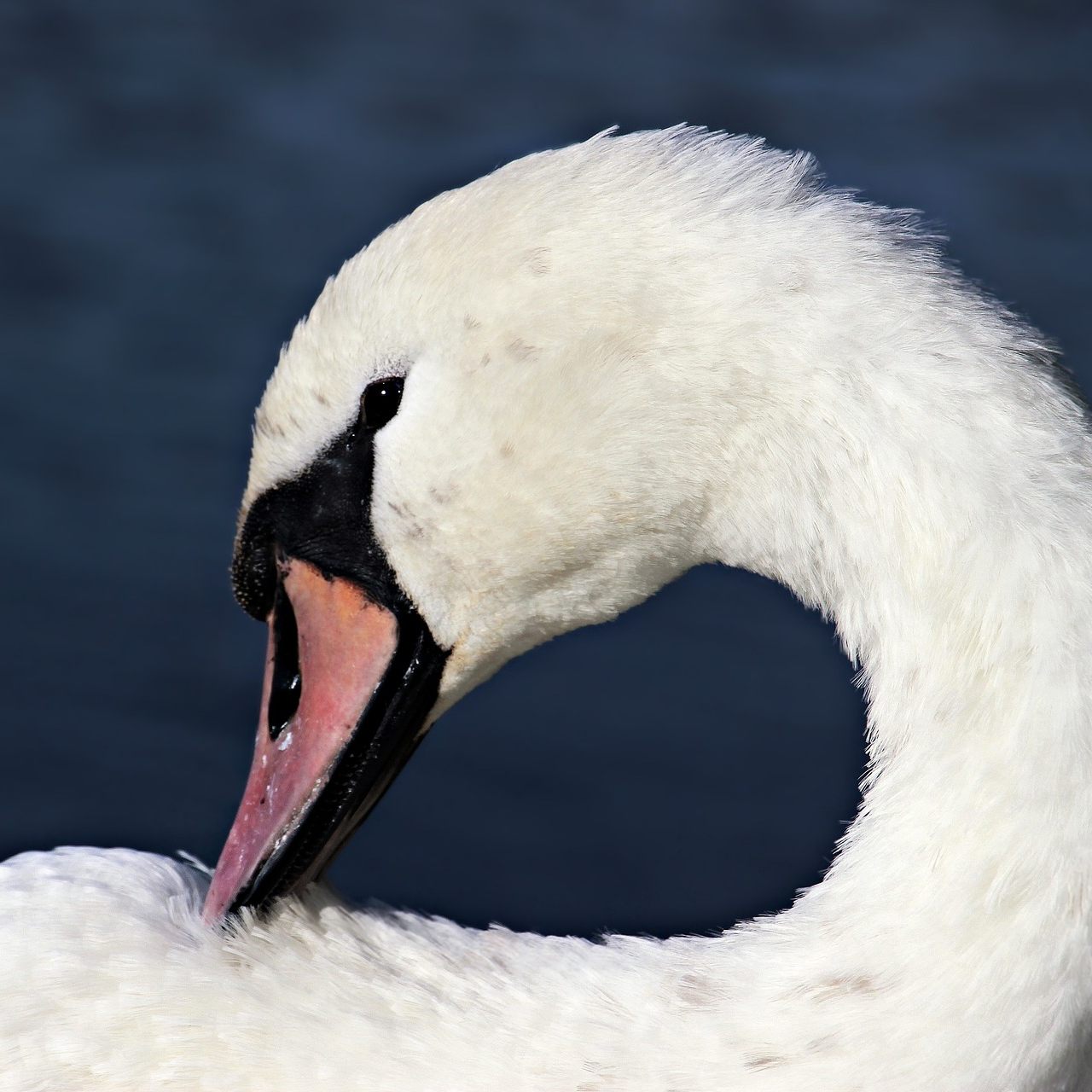 Auf der Neuen Donau in Wien wurde ein Schwan getötet.