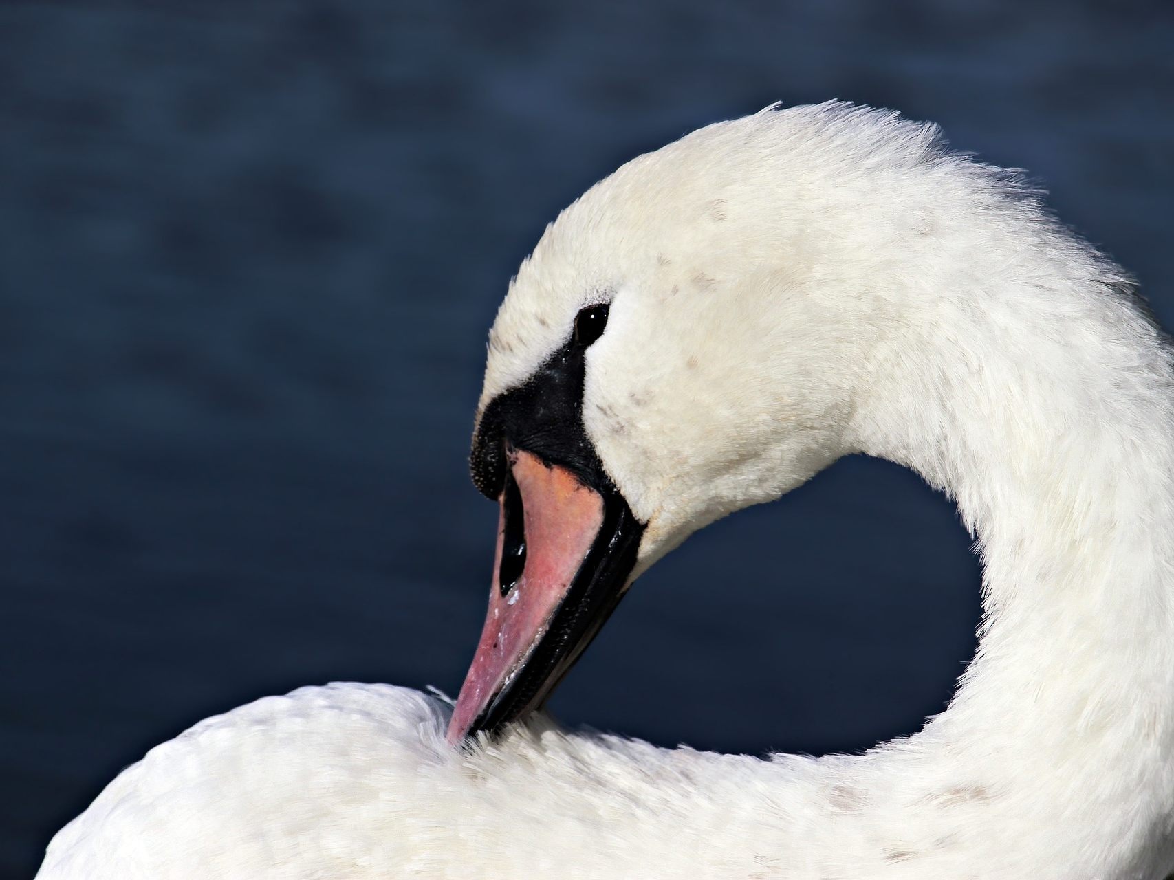 Auf der Neuen Donau in Wien wurde ein Schwan getötet. Auf der Neuen Donau in Wien wurde ein Schwan getötet.