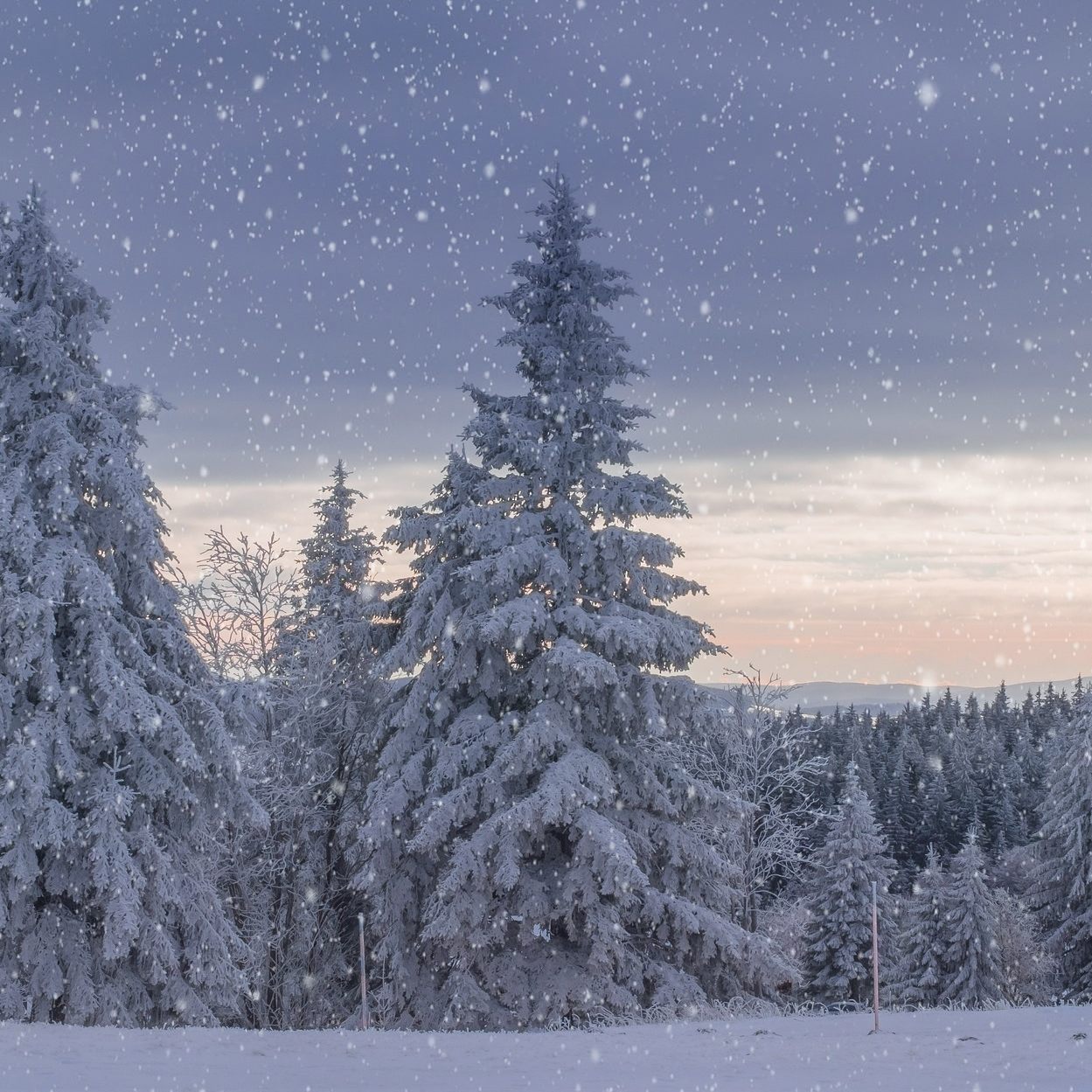 Diese Fakten zu dem Film "Drei Haselnüsse für Aschenbrödel" könnten dich überraschen.