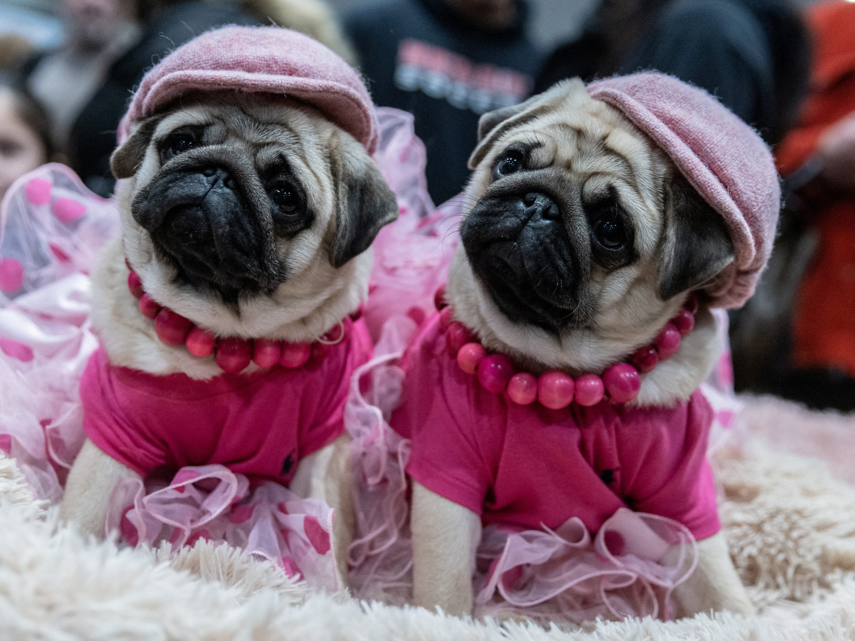Meet the Breeds: Hundeshow in New York.