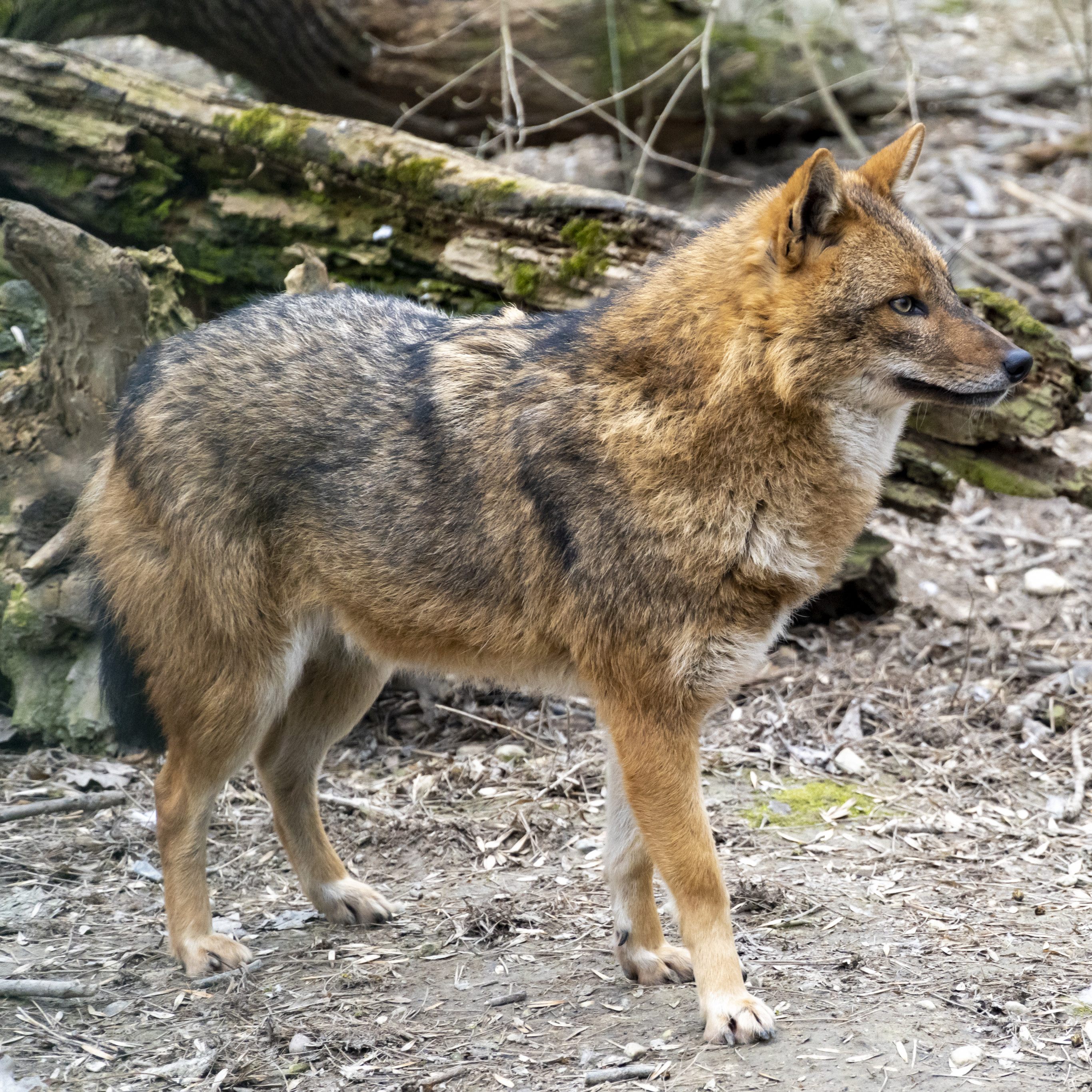 In Wien wurde erstmals ein Goldschakal nachgewiesen.