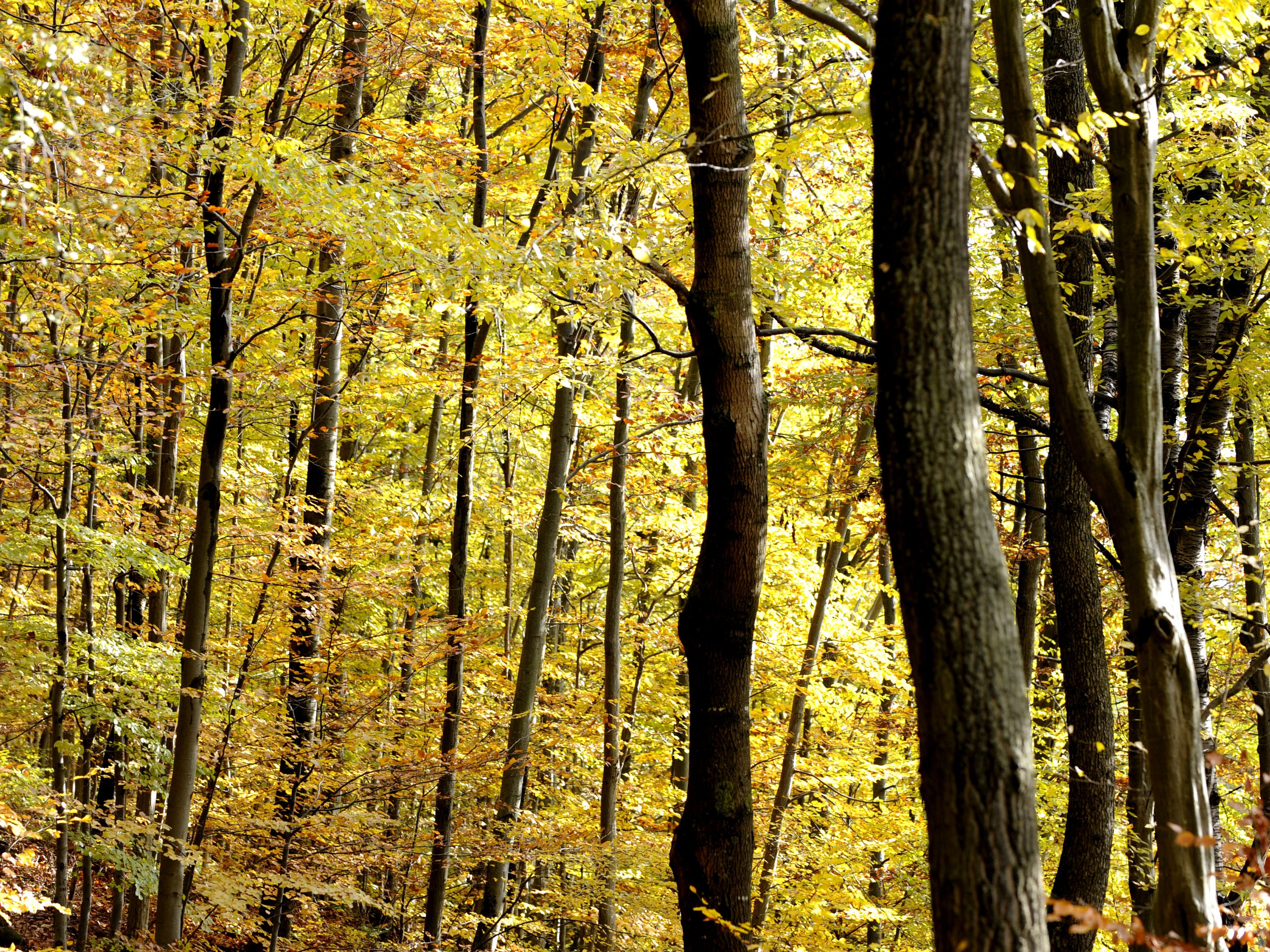 Wald 2018 und 2019 mit positivem Beitrag zu Treibhausgasbilanz.
