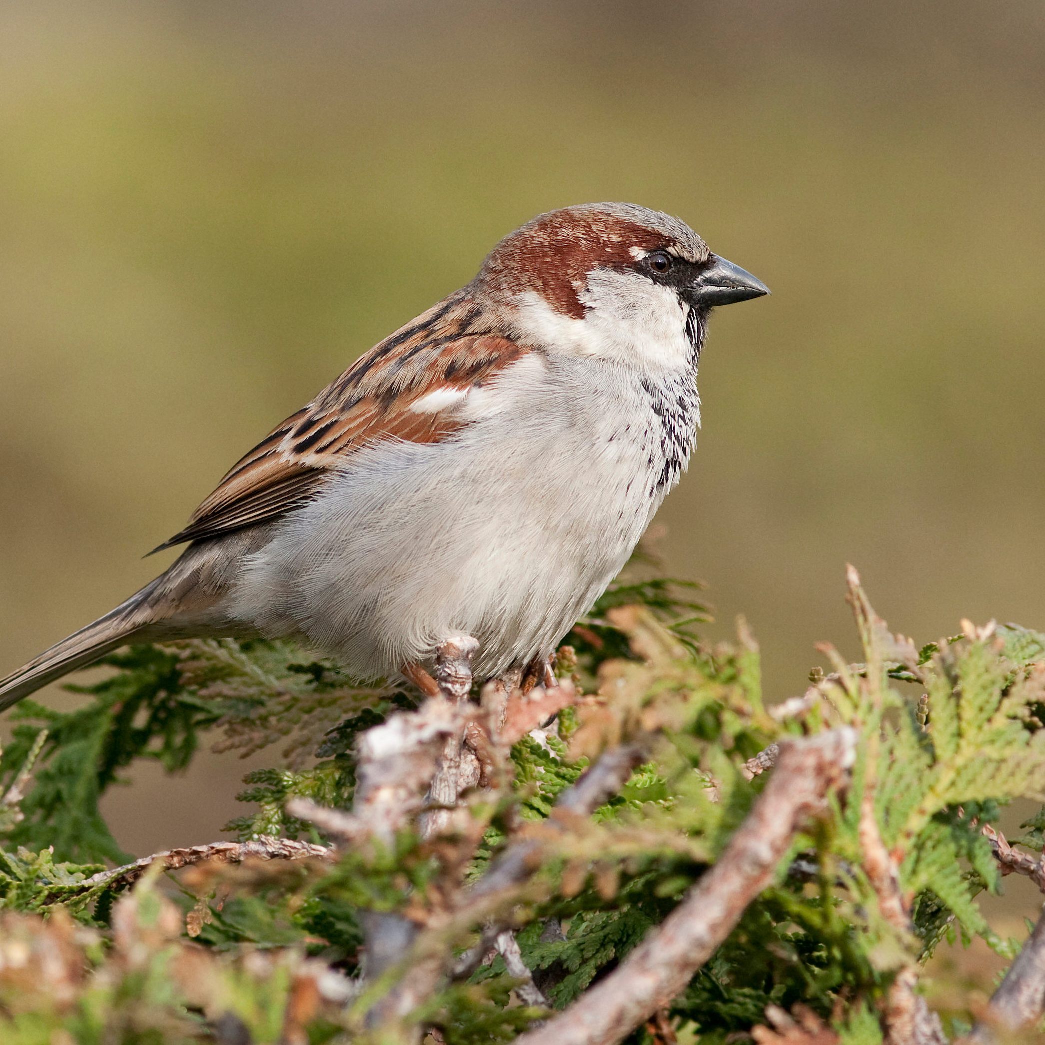 Der heurige falsche Frühling veränderte das Verhalten der Vögel.