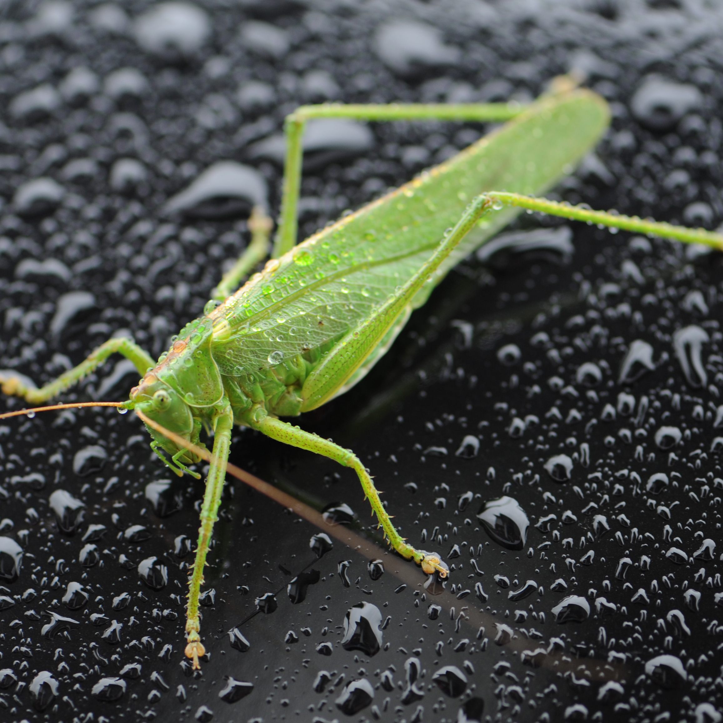 So manche Heuschreckenart könnte man in Österreich durch den Klimawandel bald vermissen.