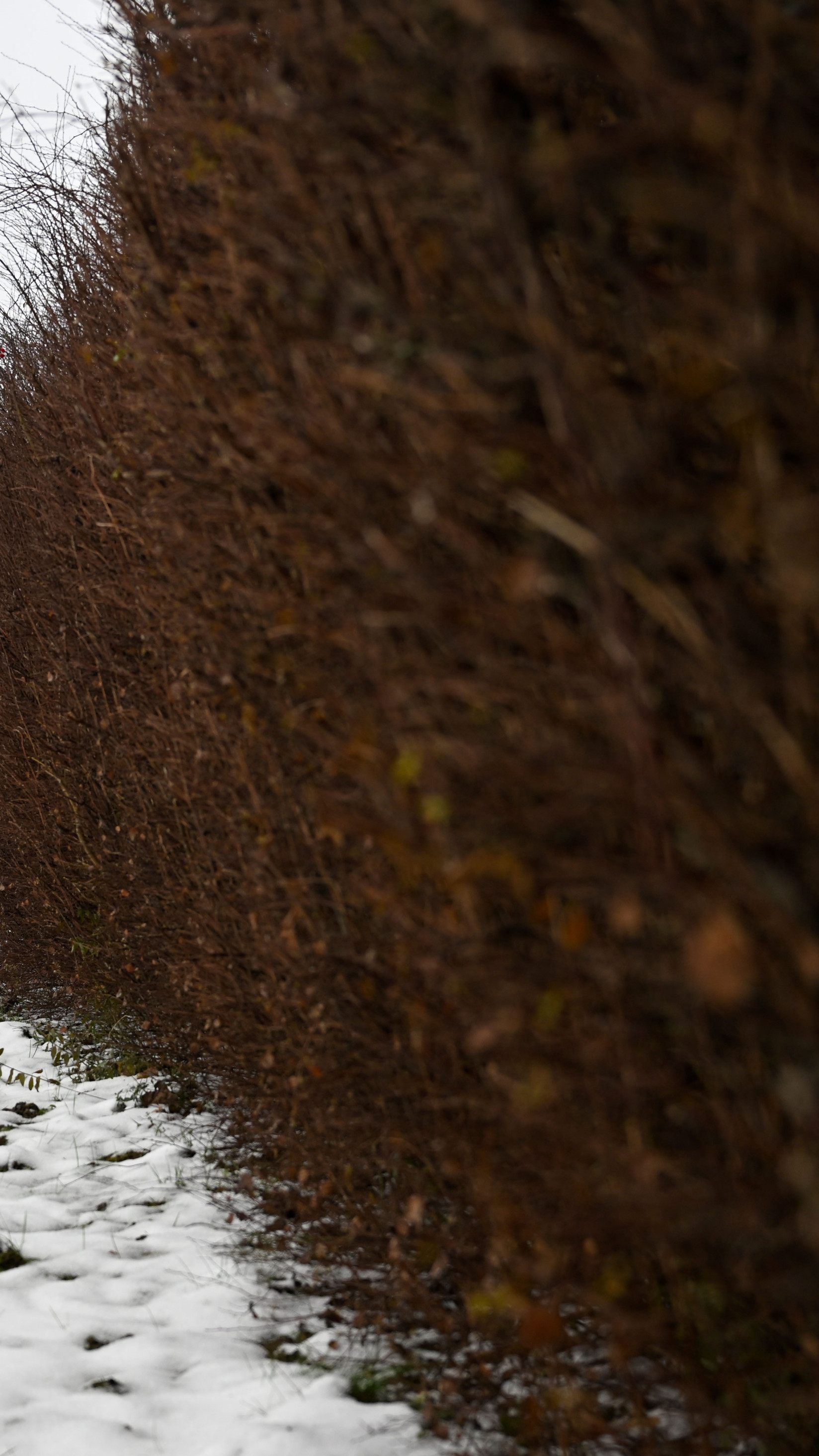 NÖ-Wahl 2023: Je geringer die Impfquote, desto stärker die FPÖ.