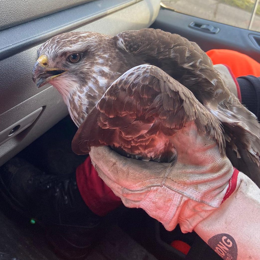 Asfinag-Mitarbeiter retteten am Mittwoch einen verletzten Bussard von der S36.
