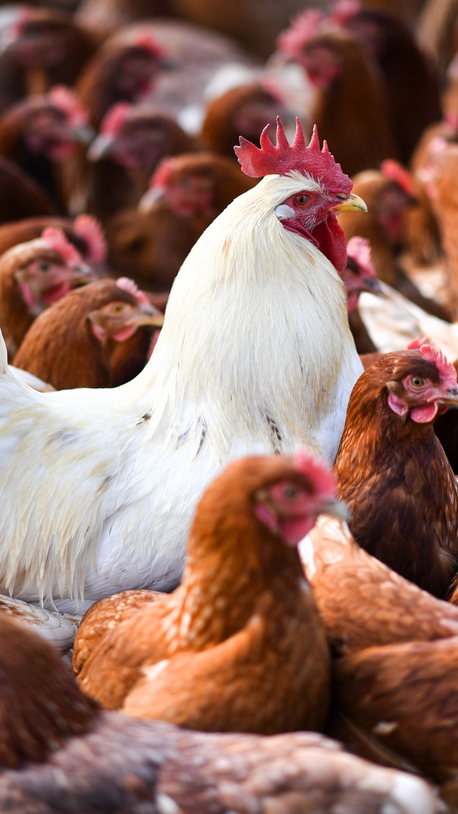 Die Stallpflicht gilt in bestimmten Regionen mit stark erhöhtem Geflügelpestrisiko.