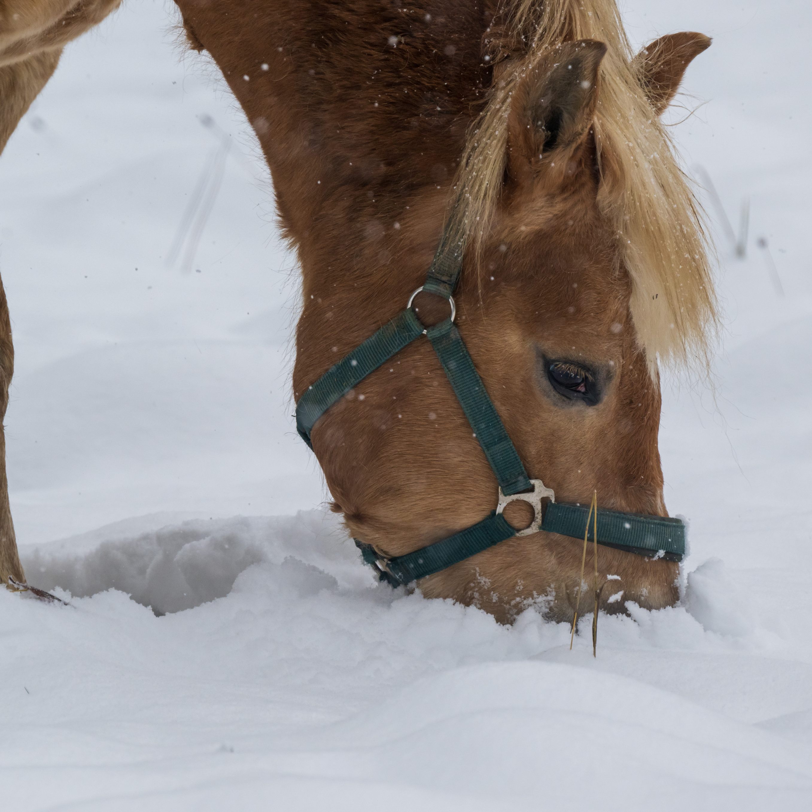 Ein Autofahrer erfasste ein Pferd in Niederösterreich und verletzte es tödlich.