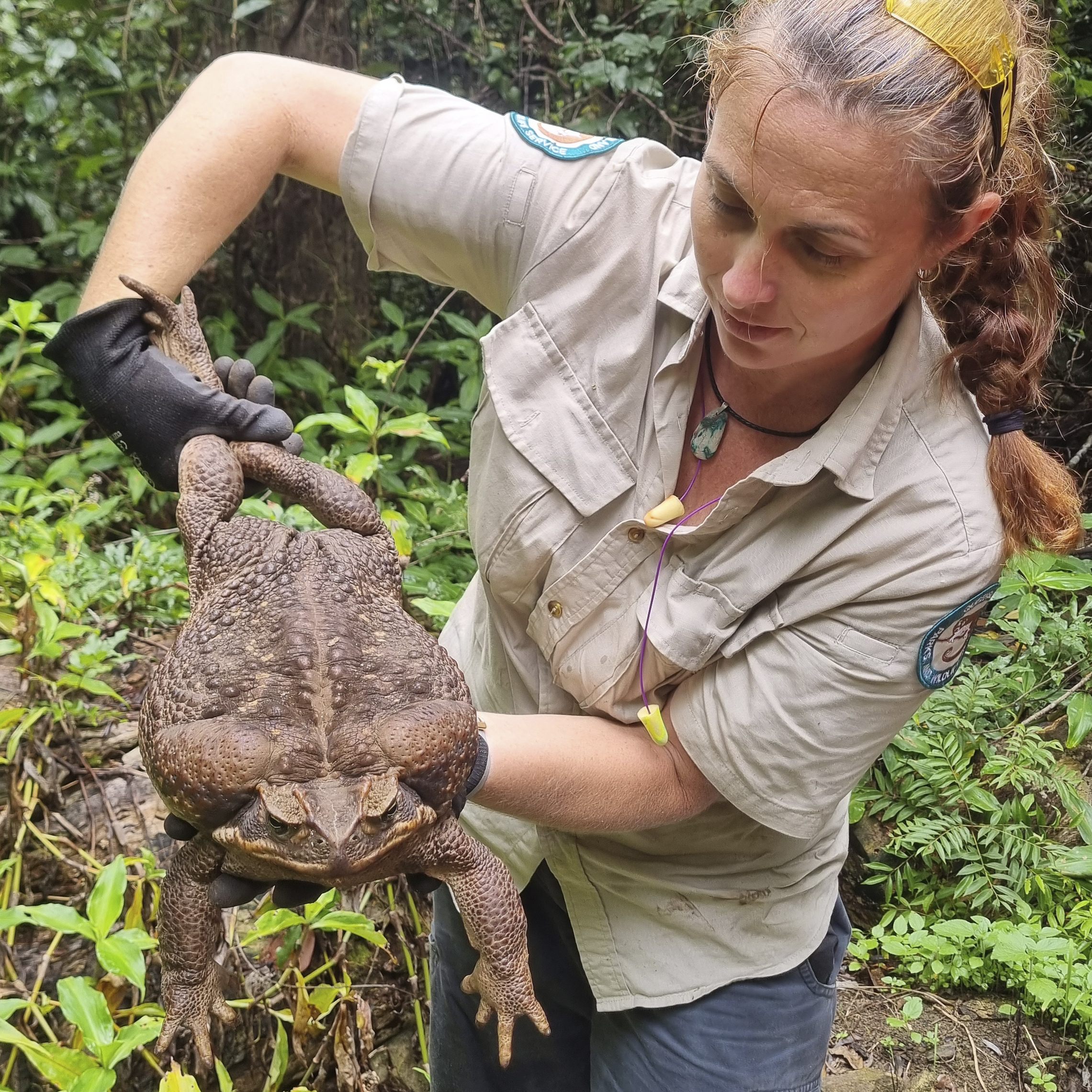 Diese Monster-Kröte ist so schwer wie ein neugeborenes Baby.