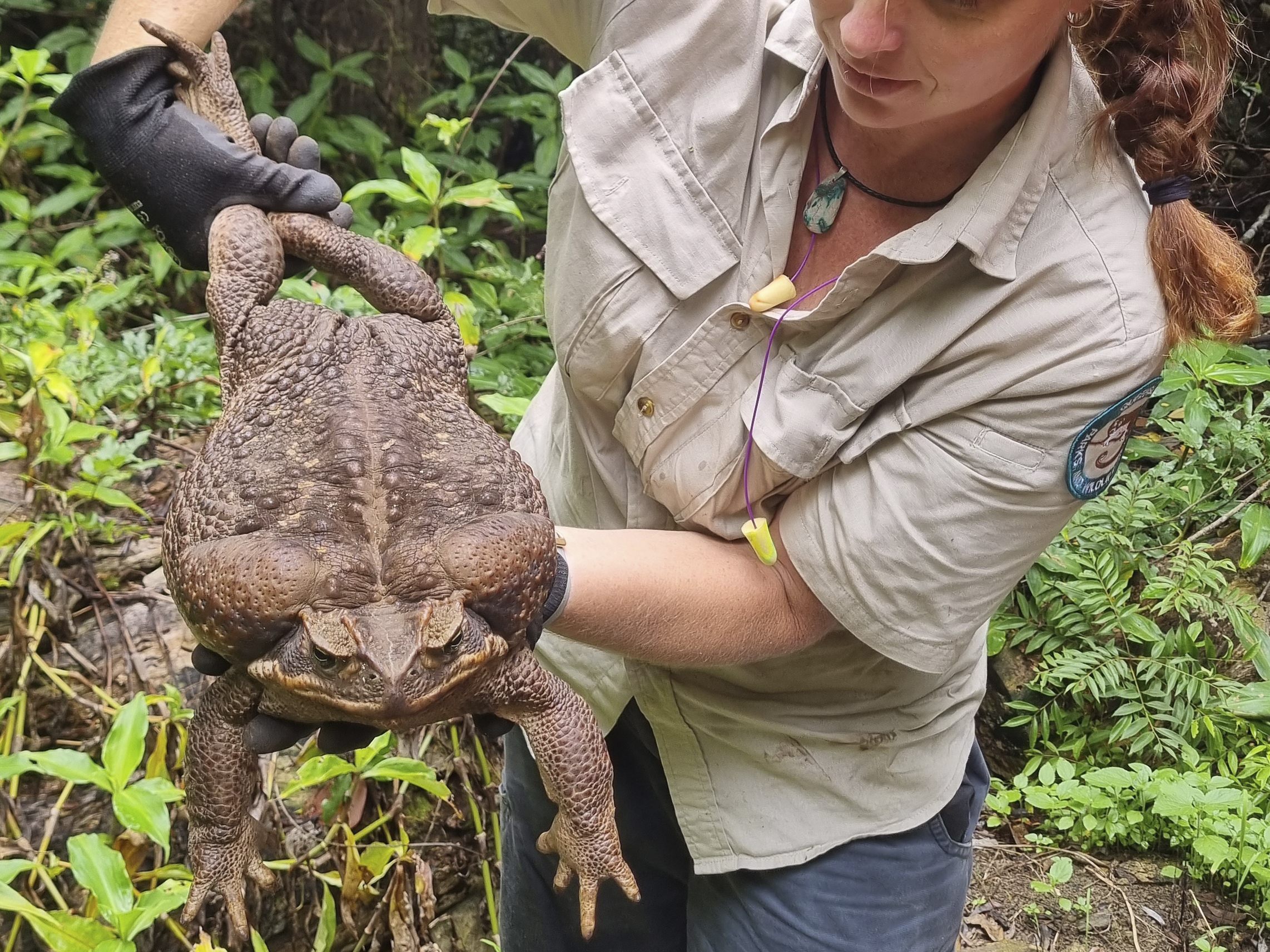 Diese Monster-Kröte ist so schwer wie ein neugeborenes Baby.