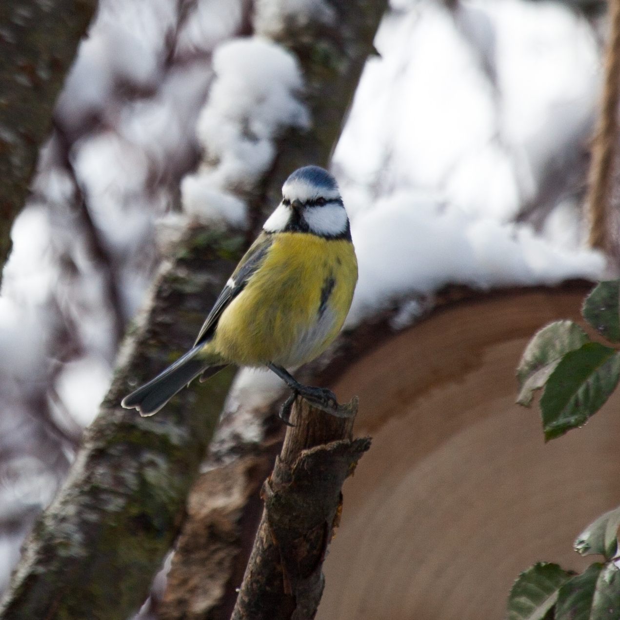 Viele Wildtiere freuen sich über Hilfe bei der Nahrungssuche im Winter.