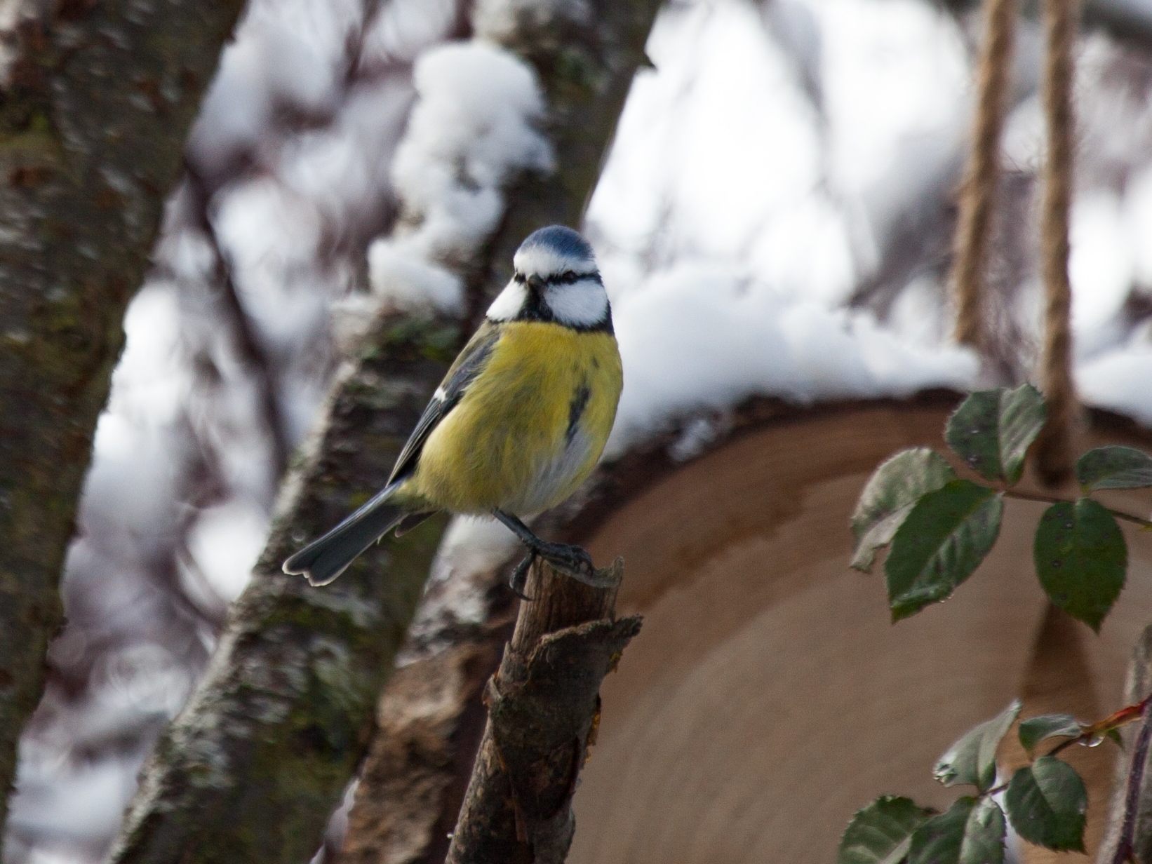 Viele Wildtiere freuen sich über Hilfe bei der Nahrungssuche im Winter.