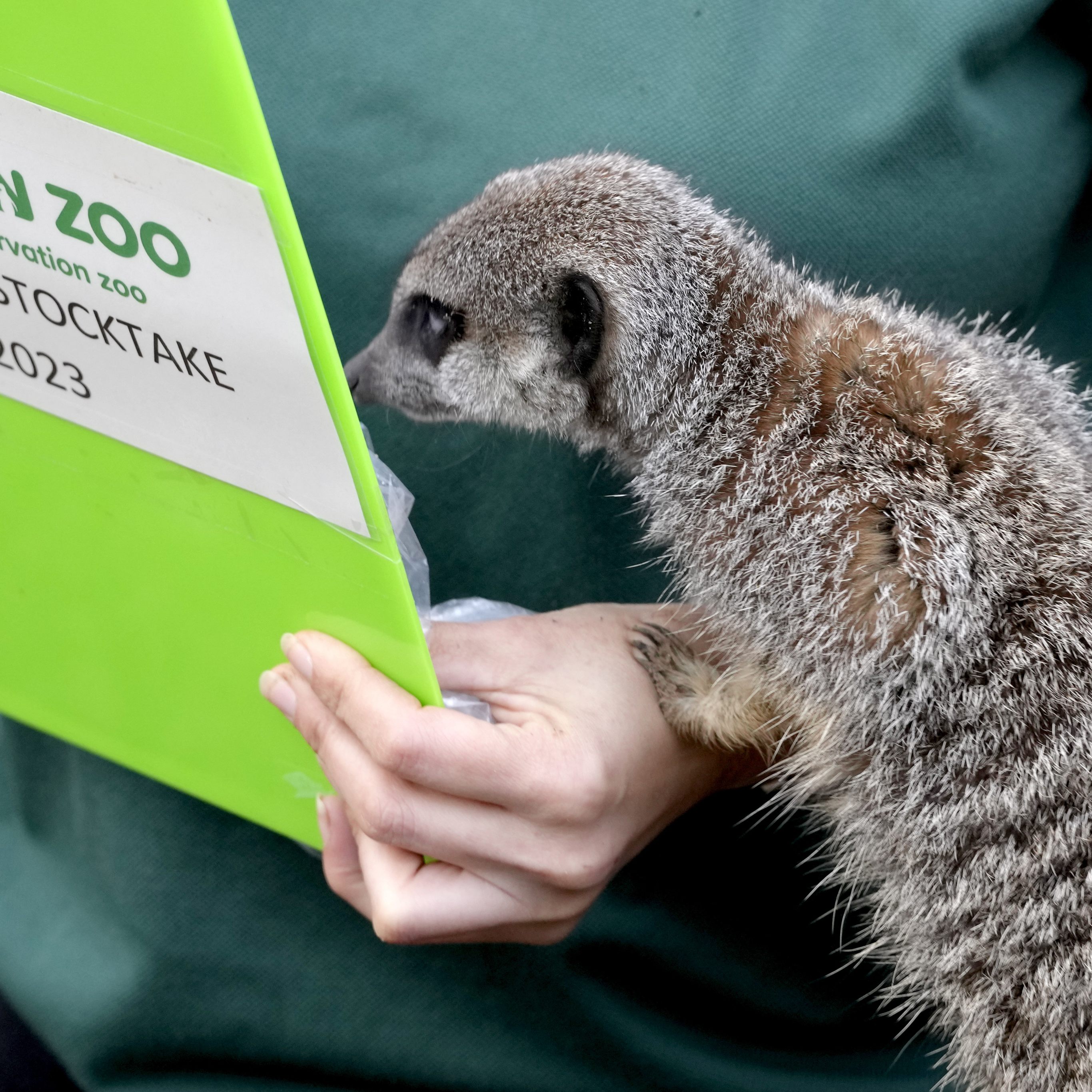 Auch bei den Erdmännchen wird Inventur gemacht.