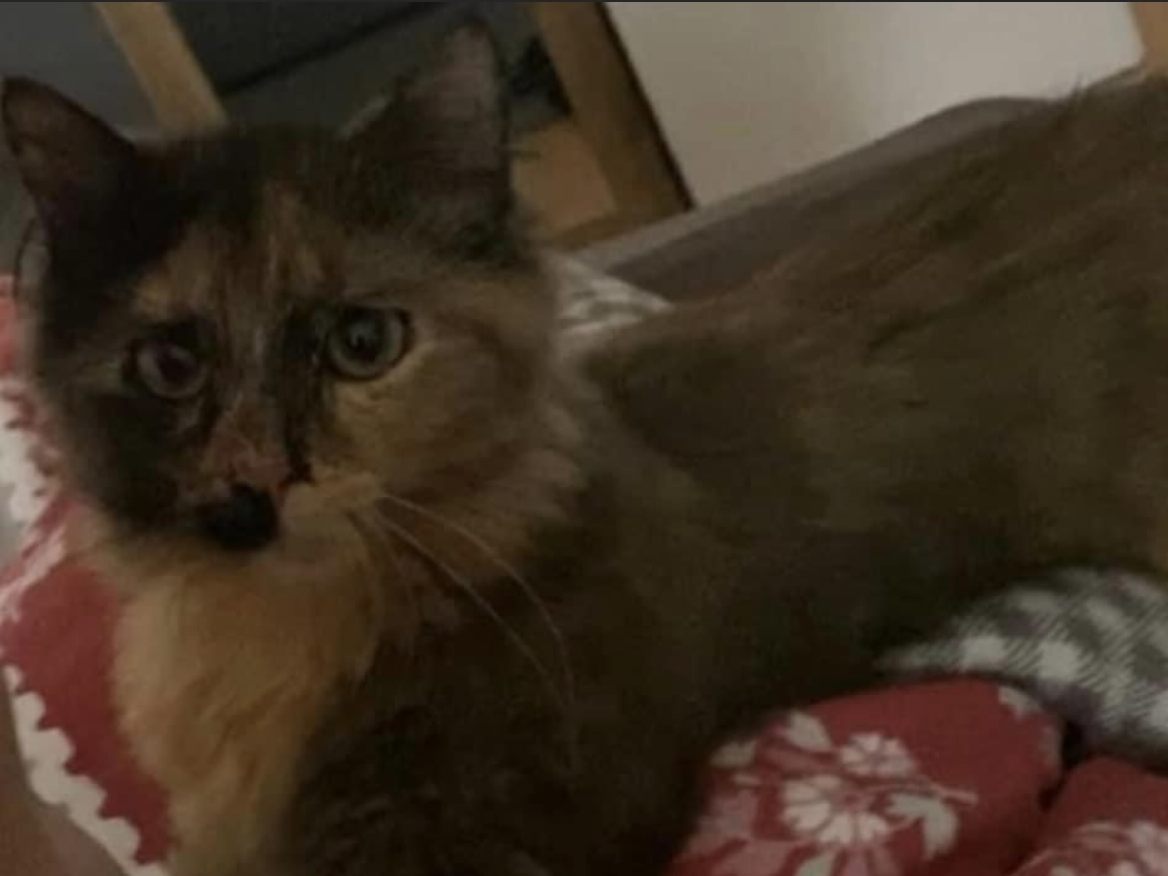 Katze Vermisst in Lauterach (Finderlohn)