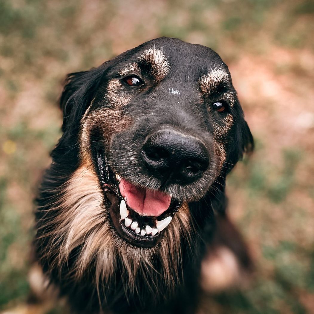 In dieser Gemeinde dürfen sich die Hunde auf mehr Platz freuen.