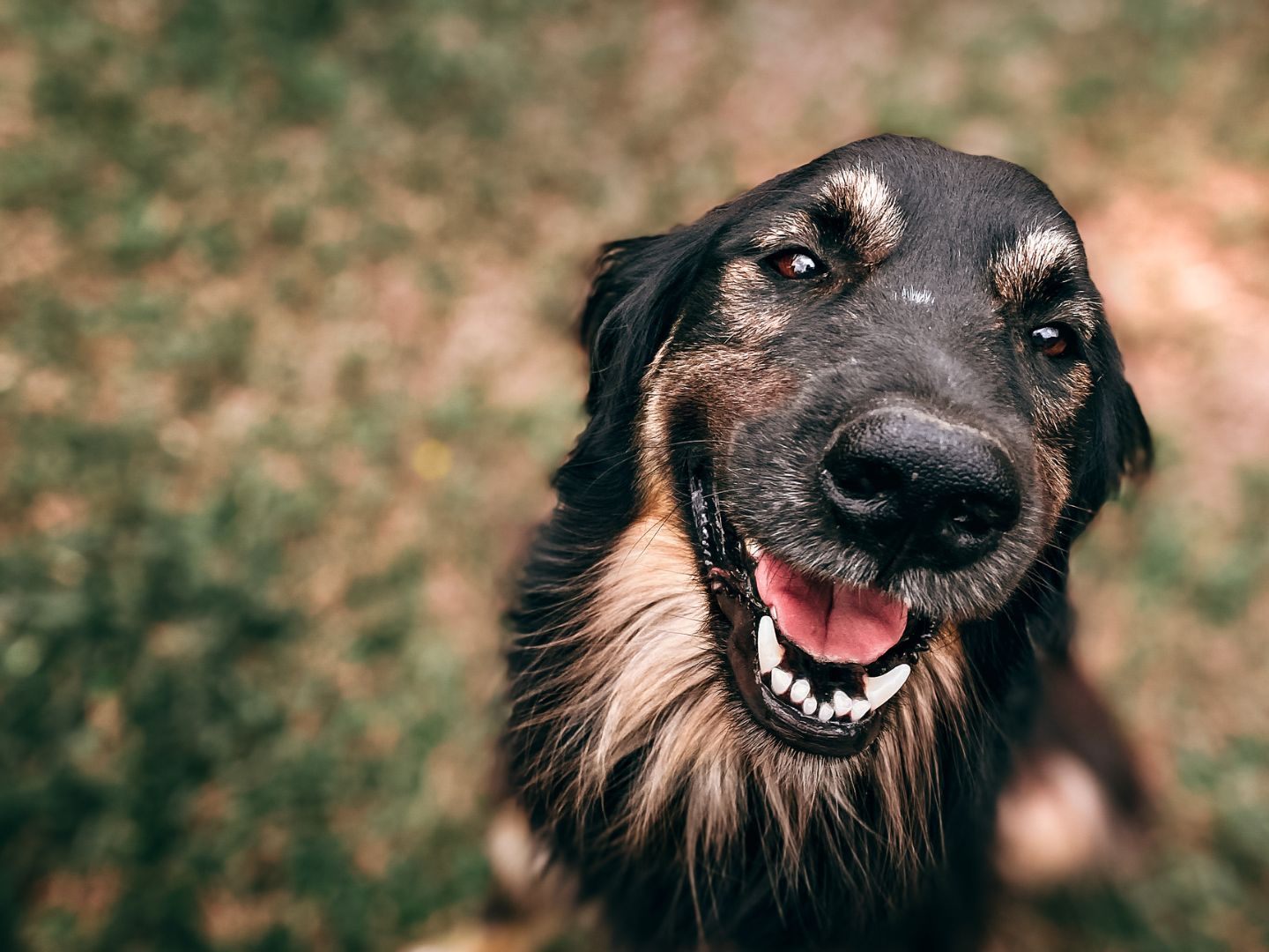 In dieser Gemeinde dürfen sich die Hunde auf mehr Platz freuen.