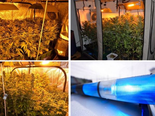 Die Polizei stieß im Bezirk Mödling auf eine Inndoor-Cannabisplantage mit rund 200 Pflanzen. Die Polizei stieß im Bezirk Mödling auf eine Inndoor-Cannabisplantage mit rund 200 Pflanzen.