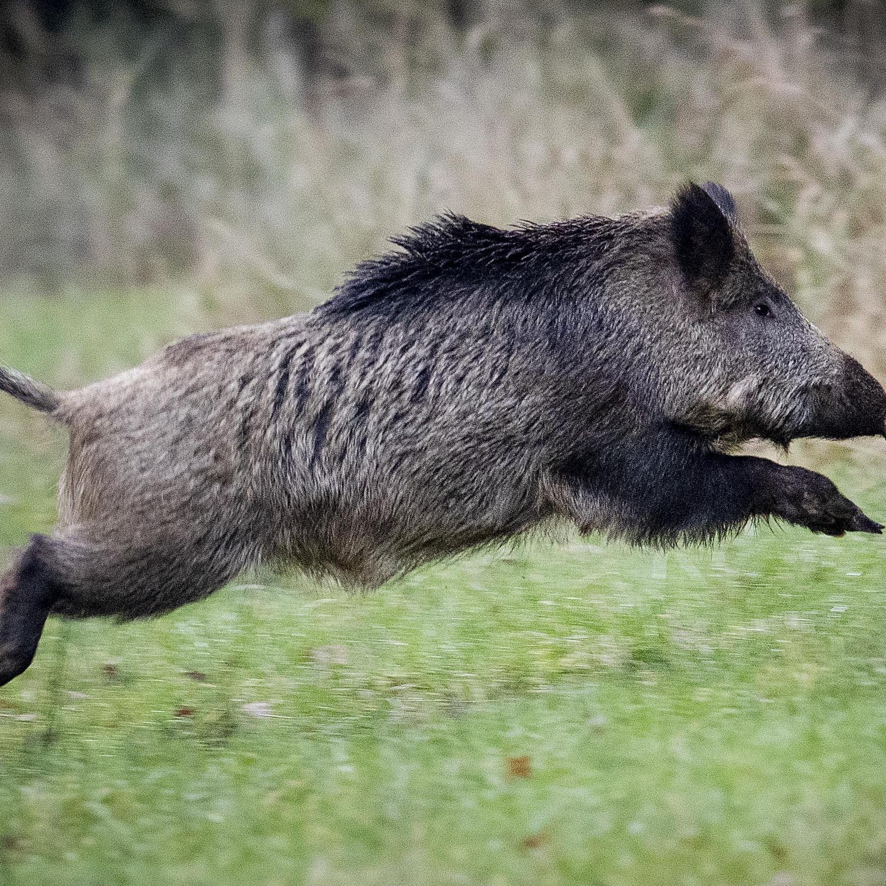 Dass der Park in Rom zum Teil geschlossen wurde, soll mit einer Wildschwein-Familie zusammengehangen haben.