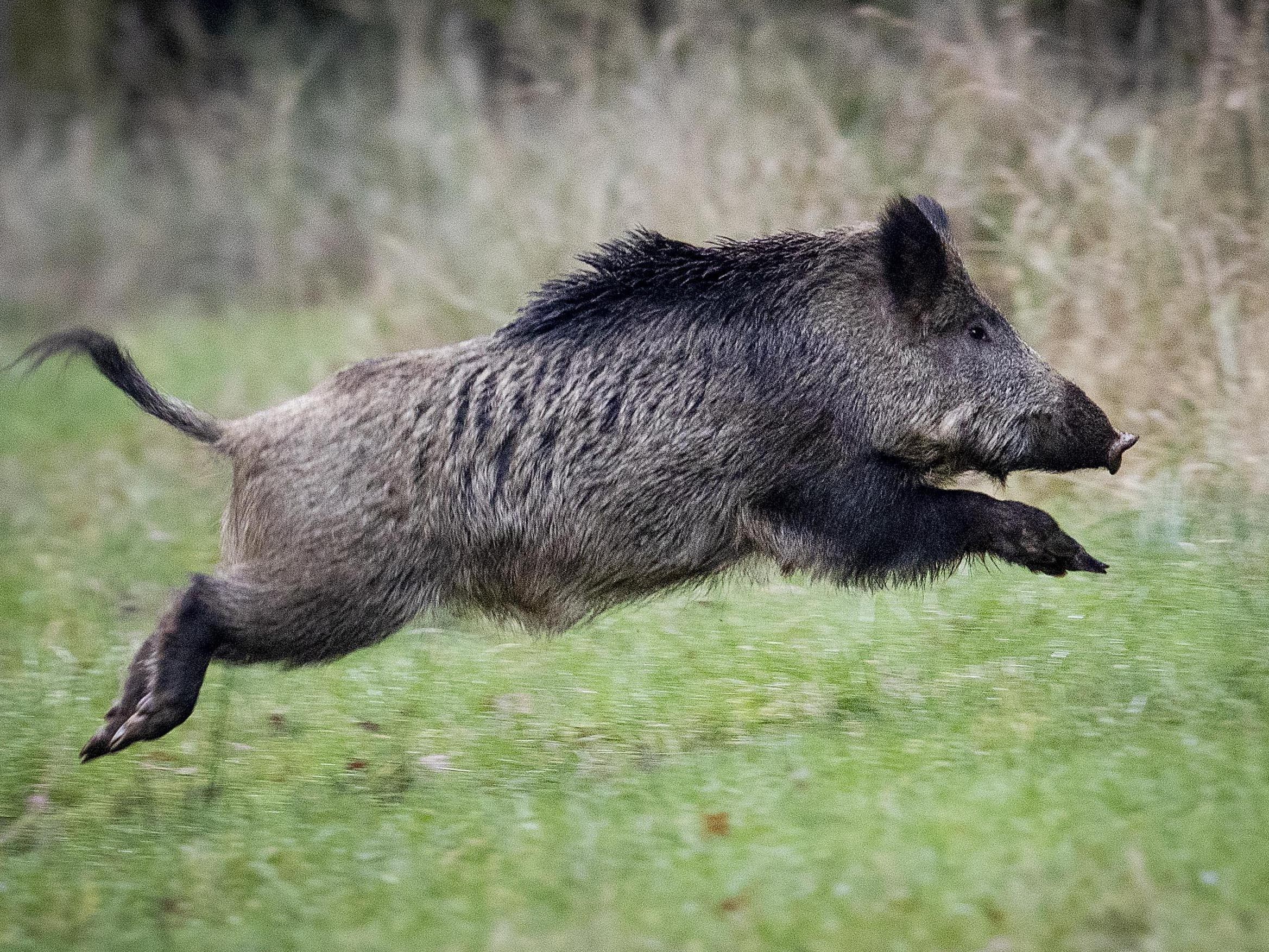 Dass der Park in Rom zum Teil geschlossen wurde, soll mit einer Wildschwein-Familie zusammengehangen haben. Dass der Park in Rom zum Teil geschlossen wurde, soll mit einer Wildschwein-Familie zusammengehangen haben.