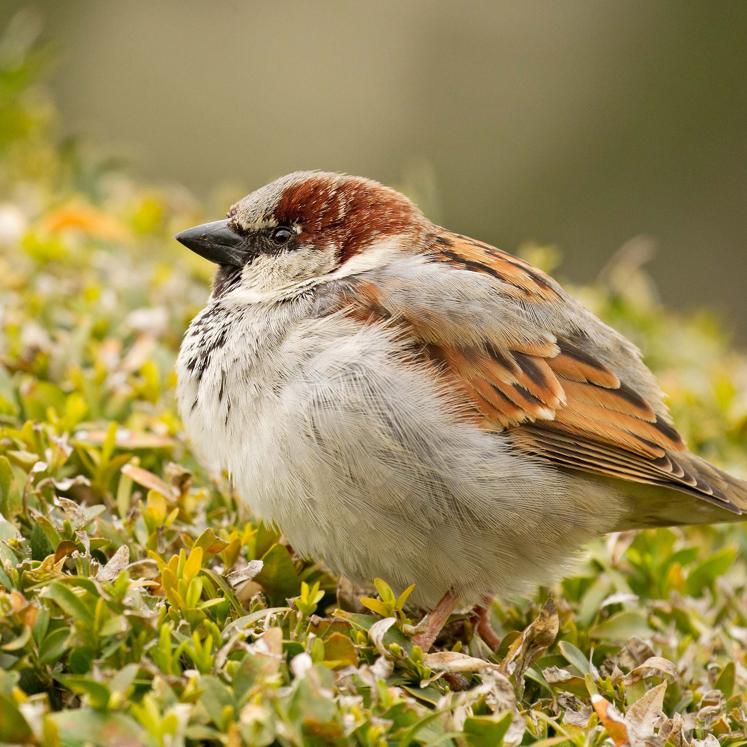 Der Haussperling ist Österreichs häufigster Wintervogel.