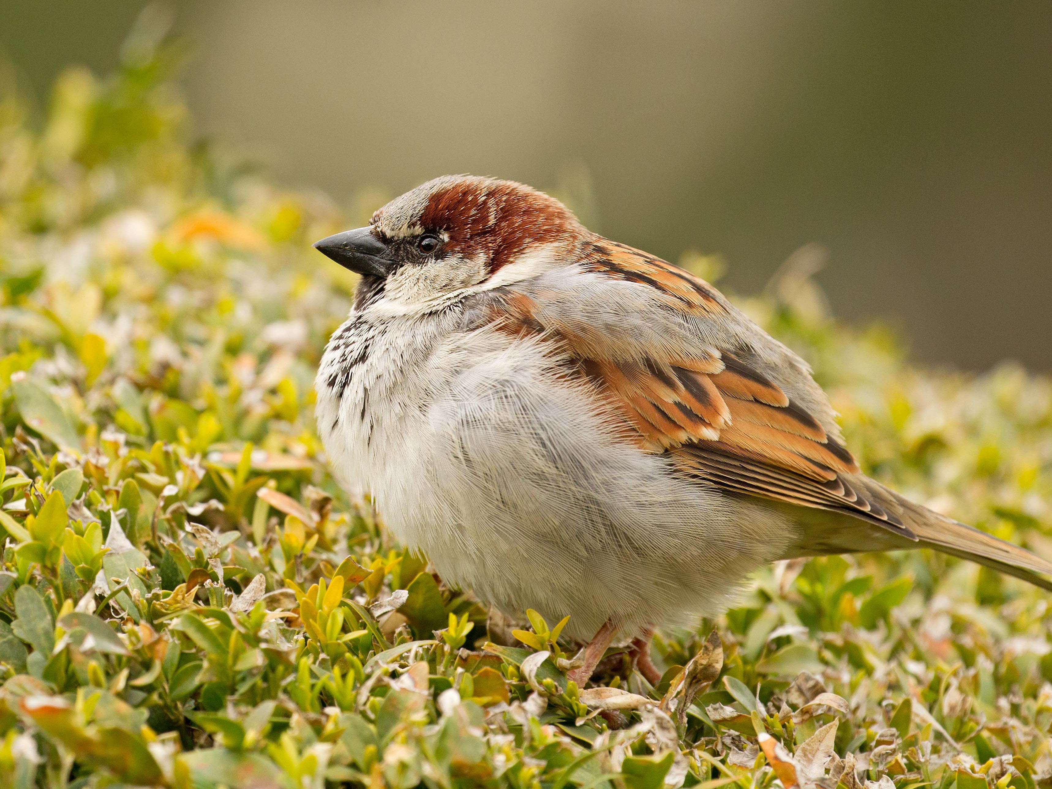 Der Haussperling ist Österreichs häufigster Wintervogel.