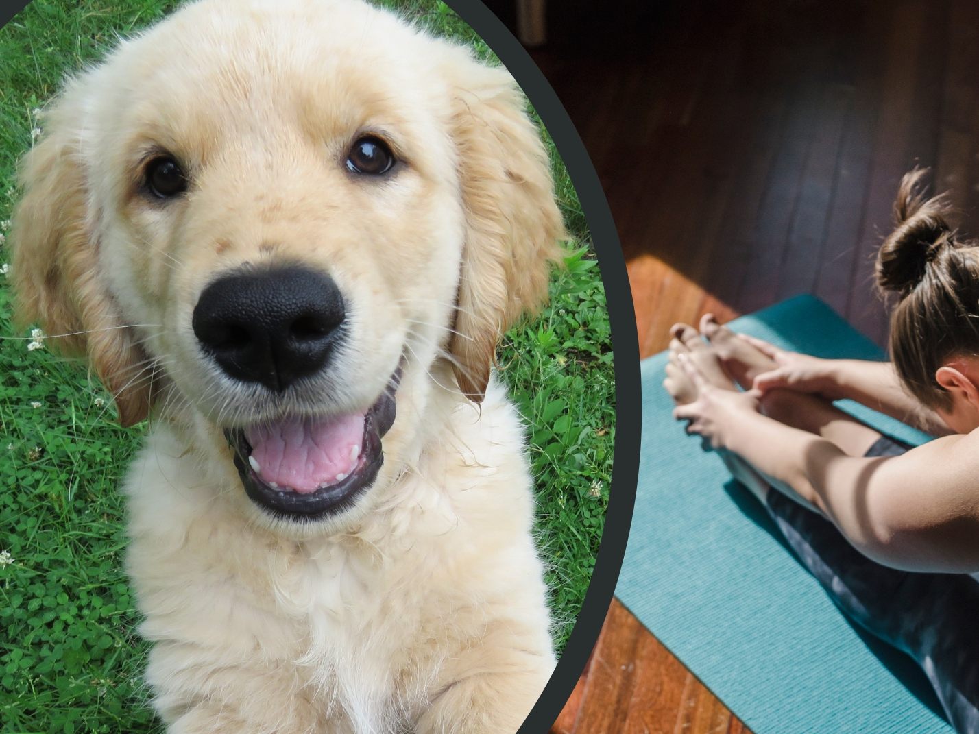 Welpen-Yoga könnte Trend werden. Welpen-Yoga könnte Trend werden.