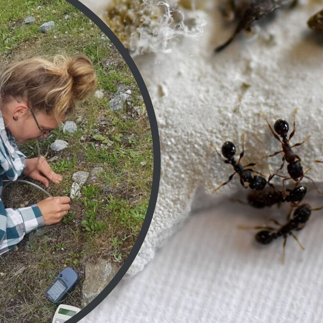 Die Ökologen sammelten europaweit Fragmente aus acht Populationen mit einer Art Saugvorrichtung für weitere Analysen im Labor